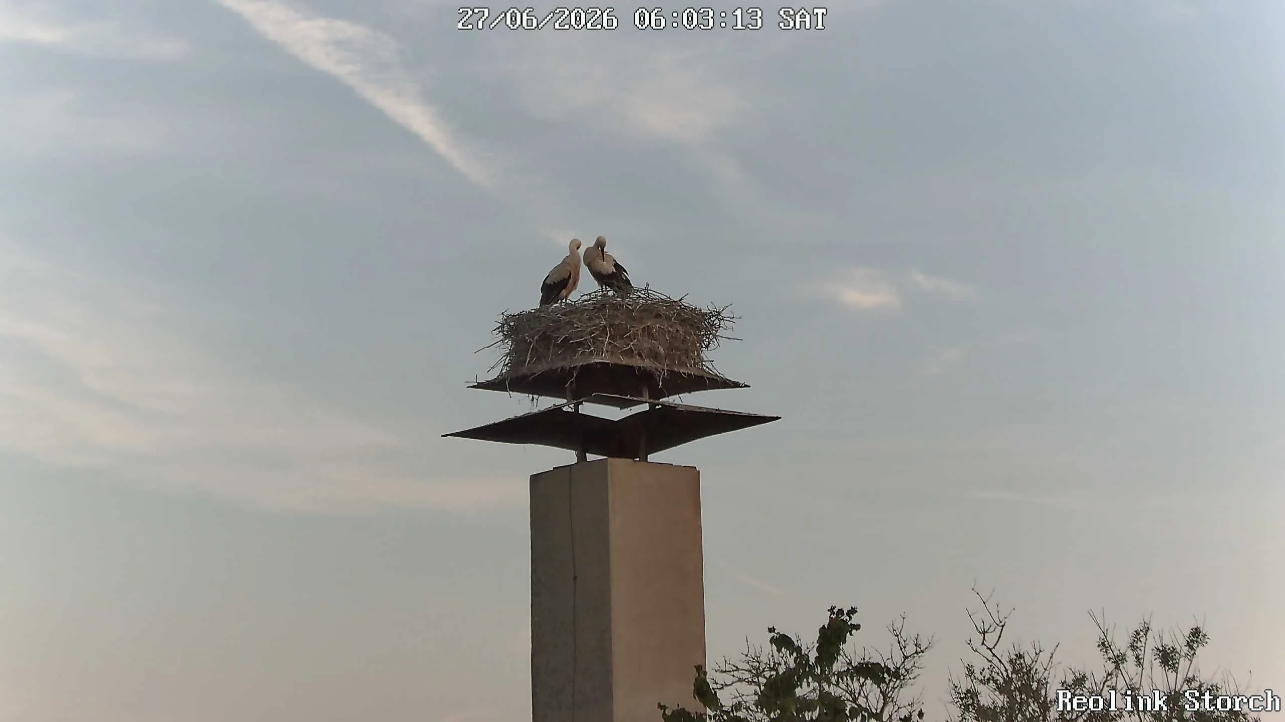 Storchencam Bild