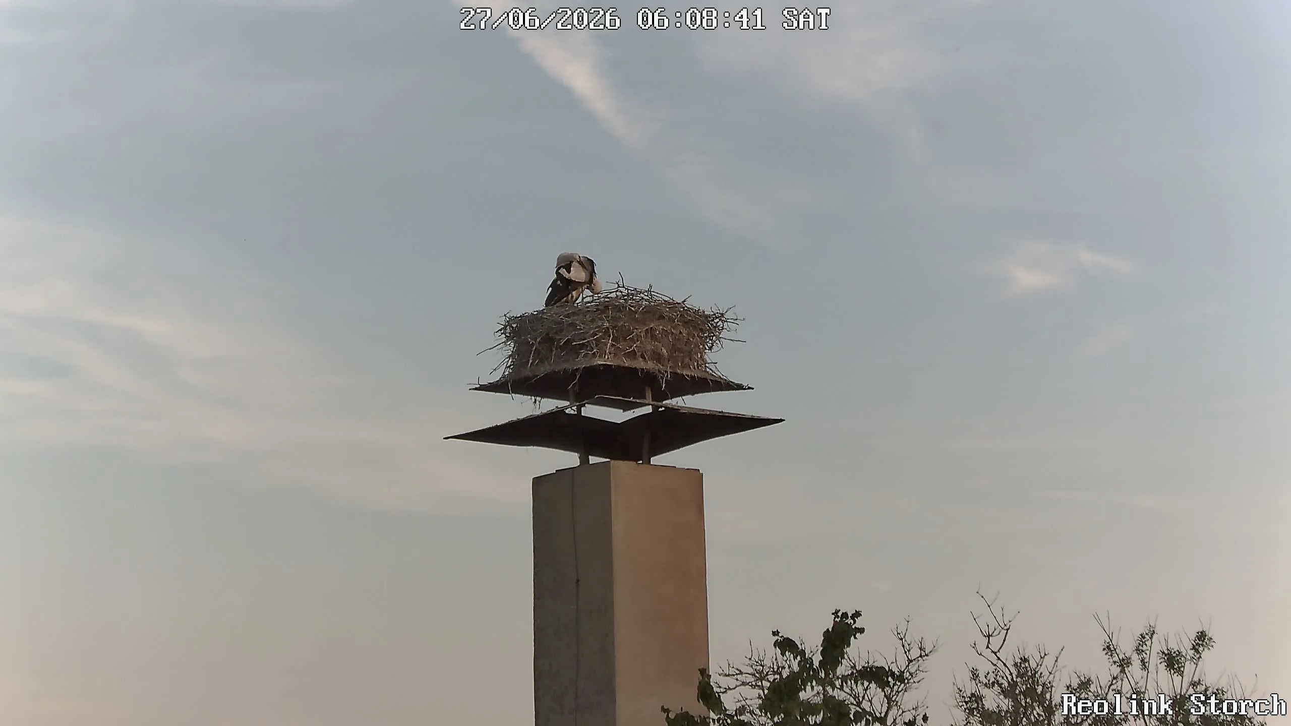 Storchencam Bild