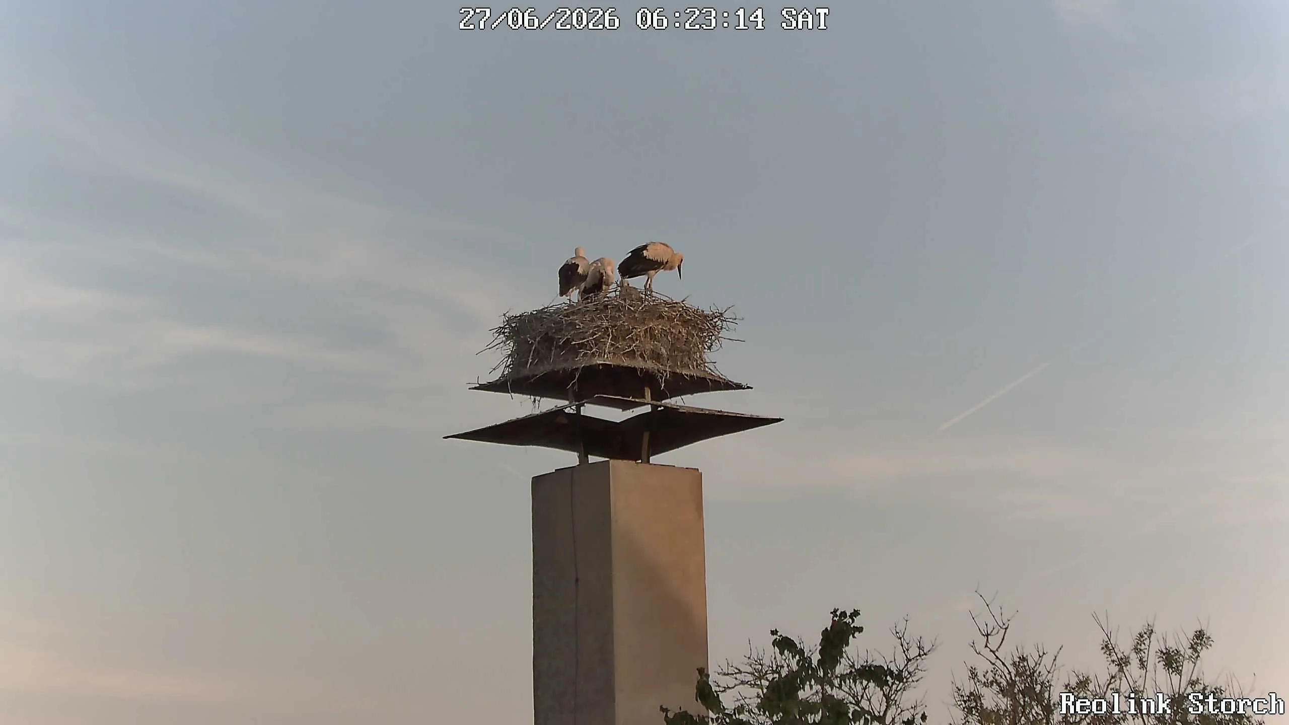 Storchencam Bild