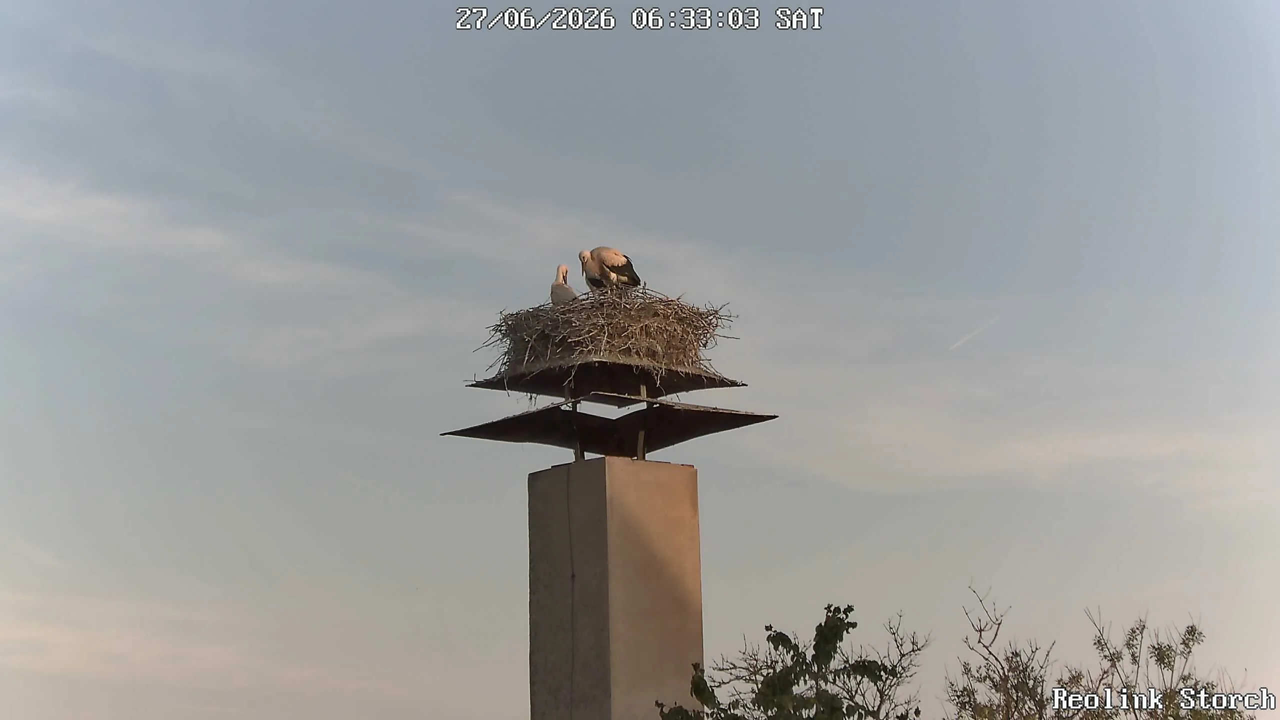 Storchencam Bild