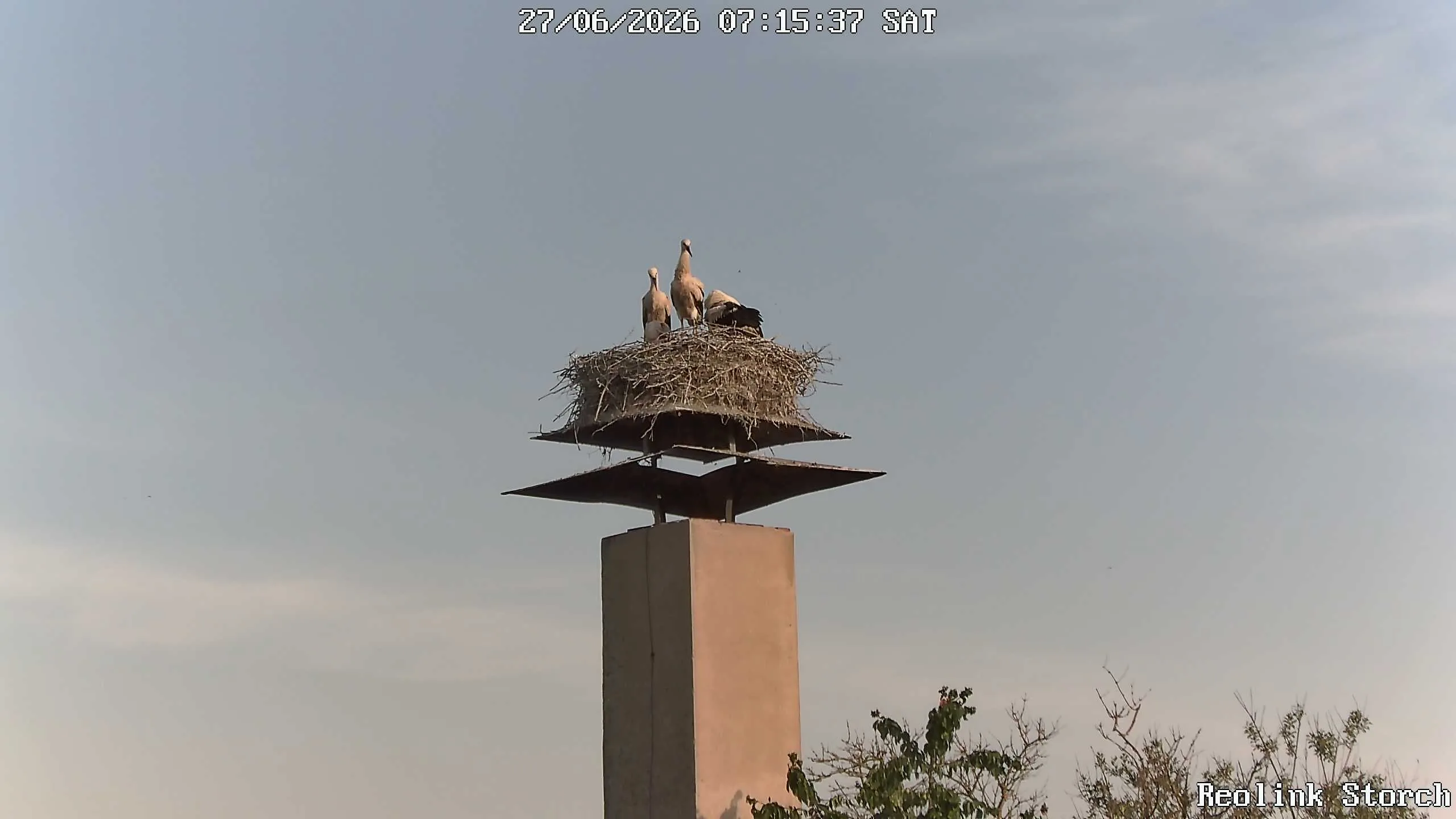 Storchencam Bild
