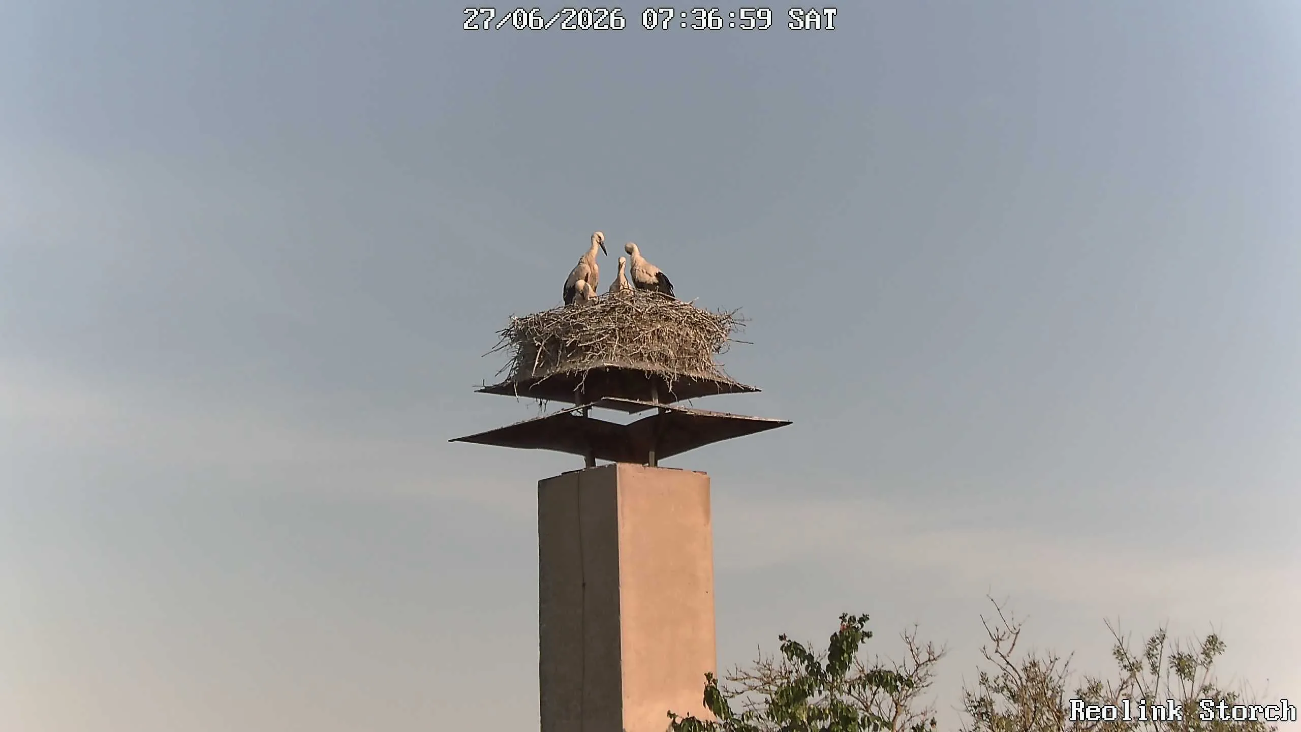 Storchencam Bild