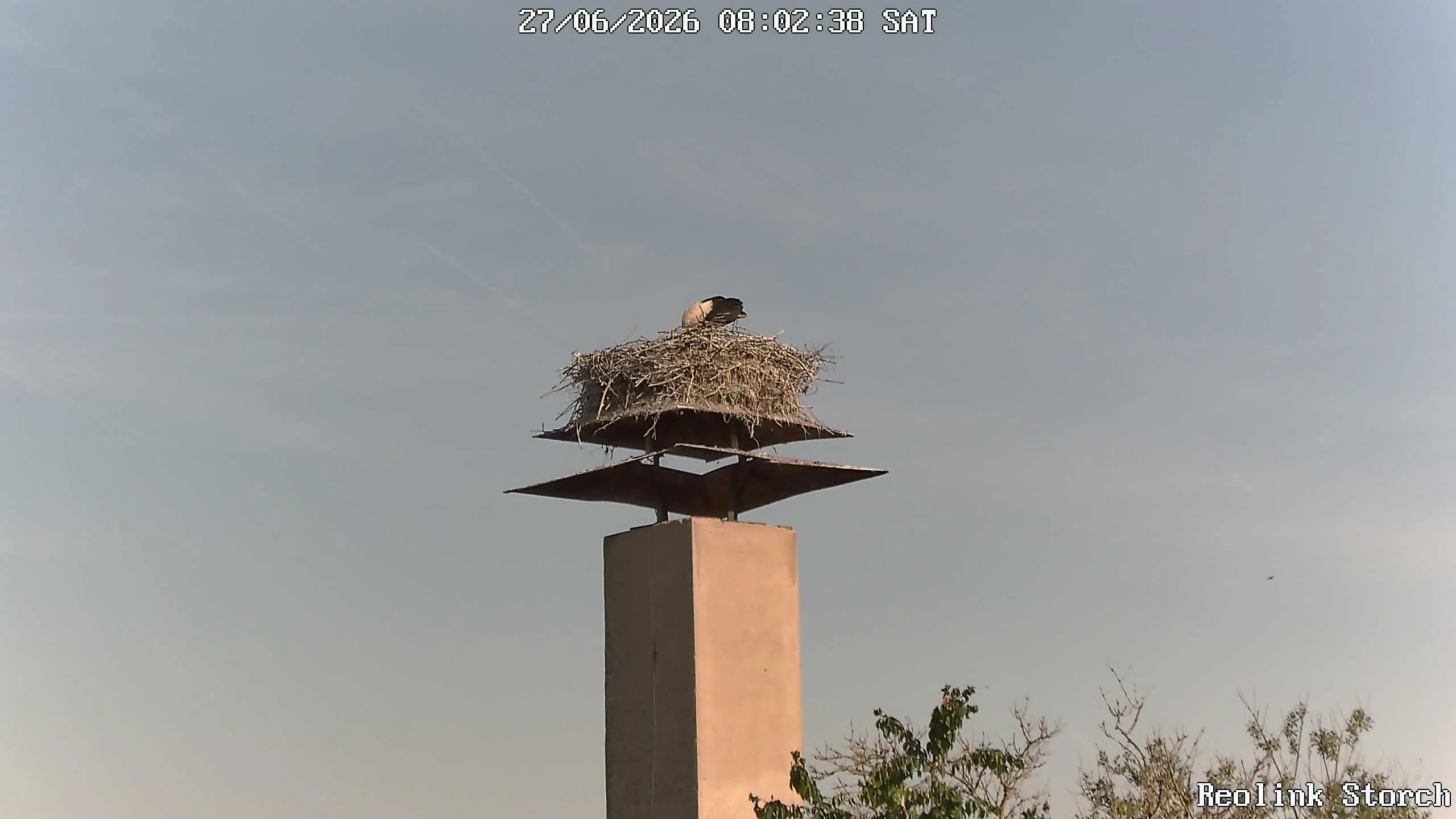 Storchencam Bild