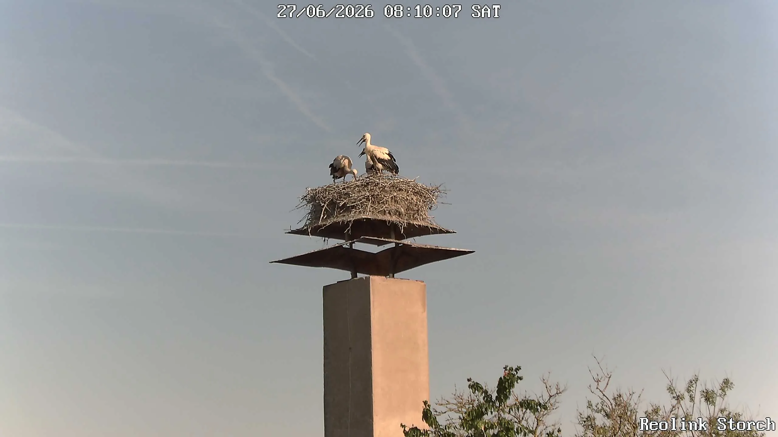 Storchencam Bild