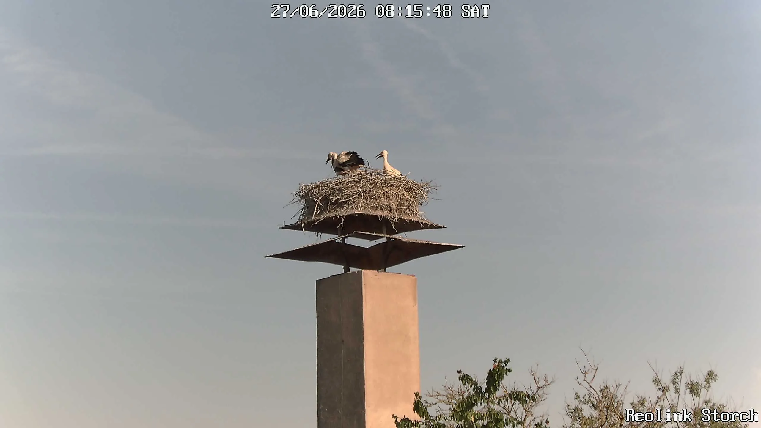 Storchencam Bild