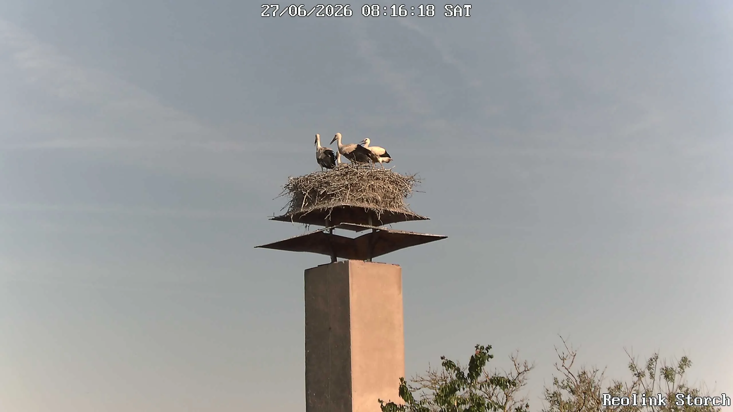 Storchencam Bild