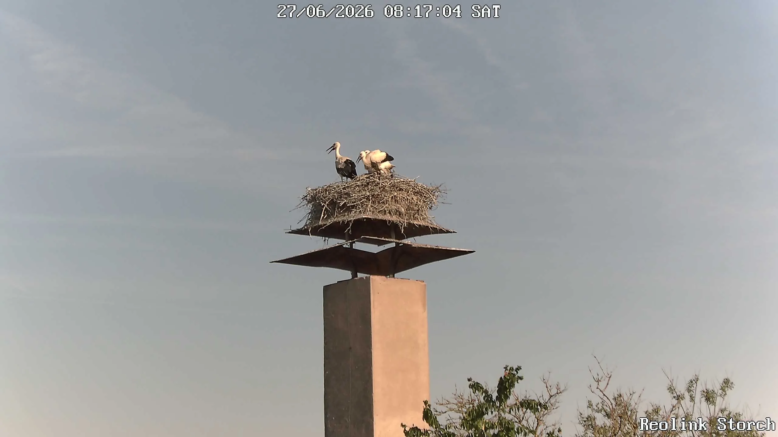 Storchencam Bild