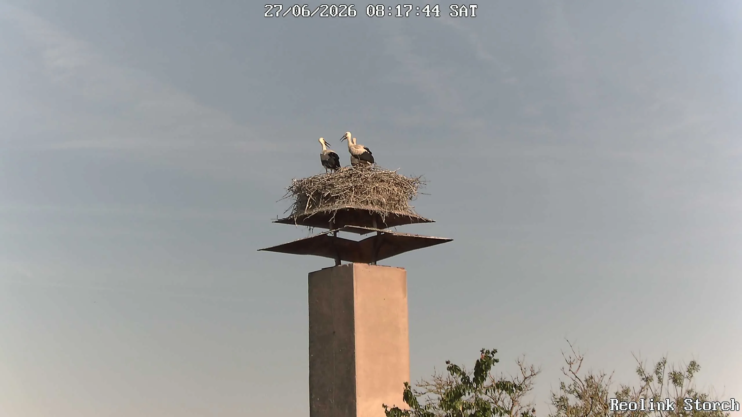 Storchencam Bild