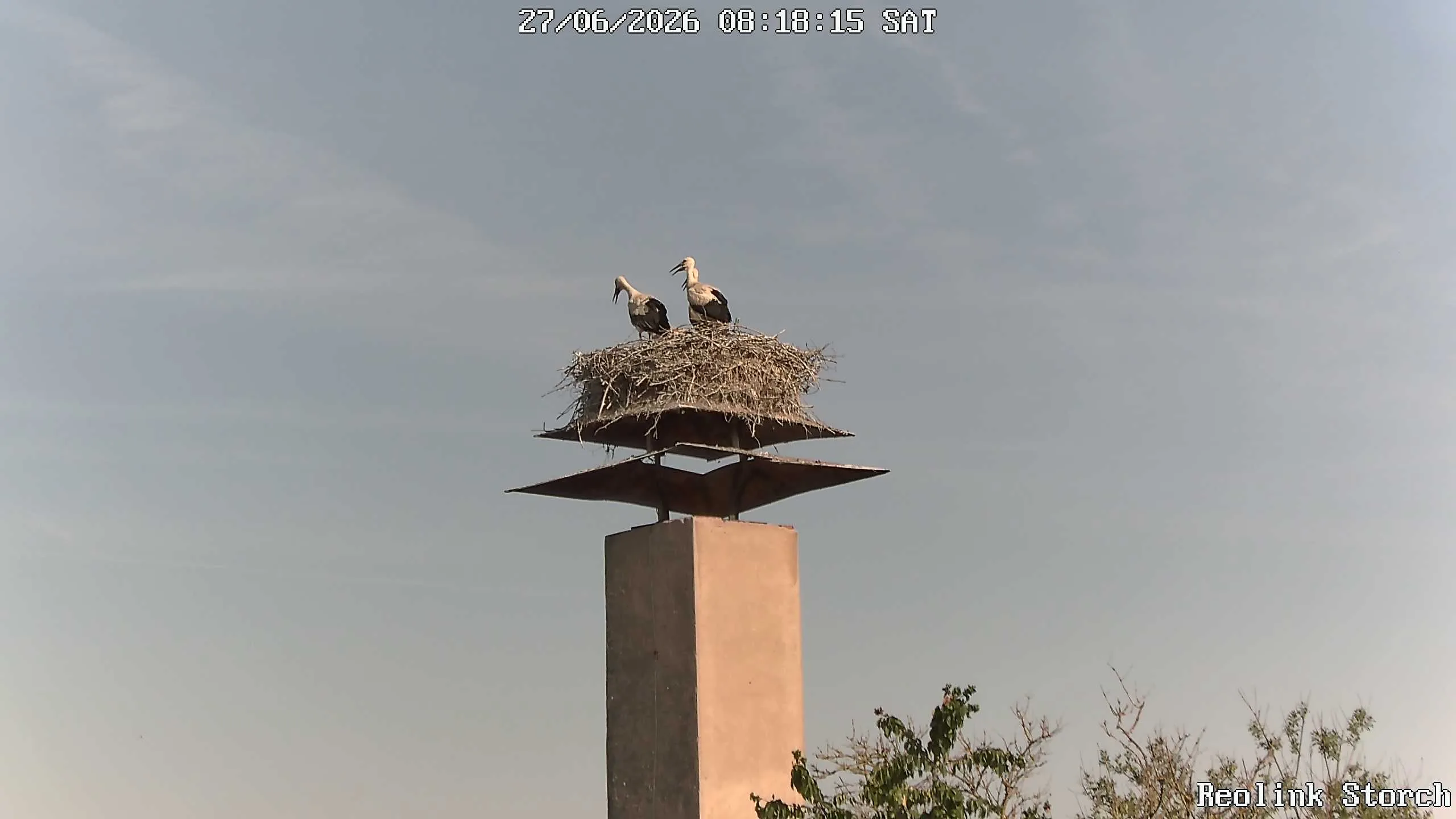 Storchencam Bild