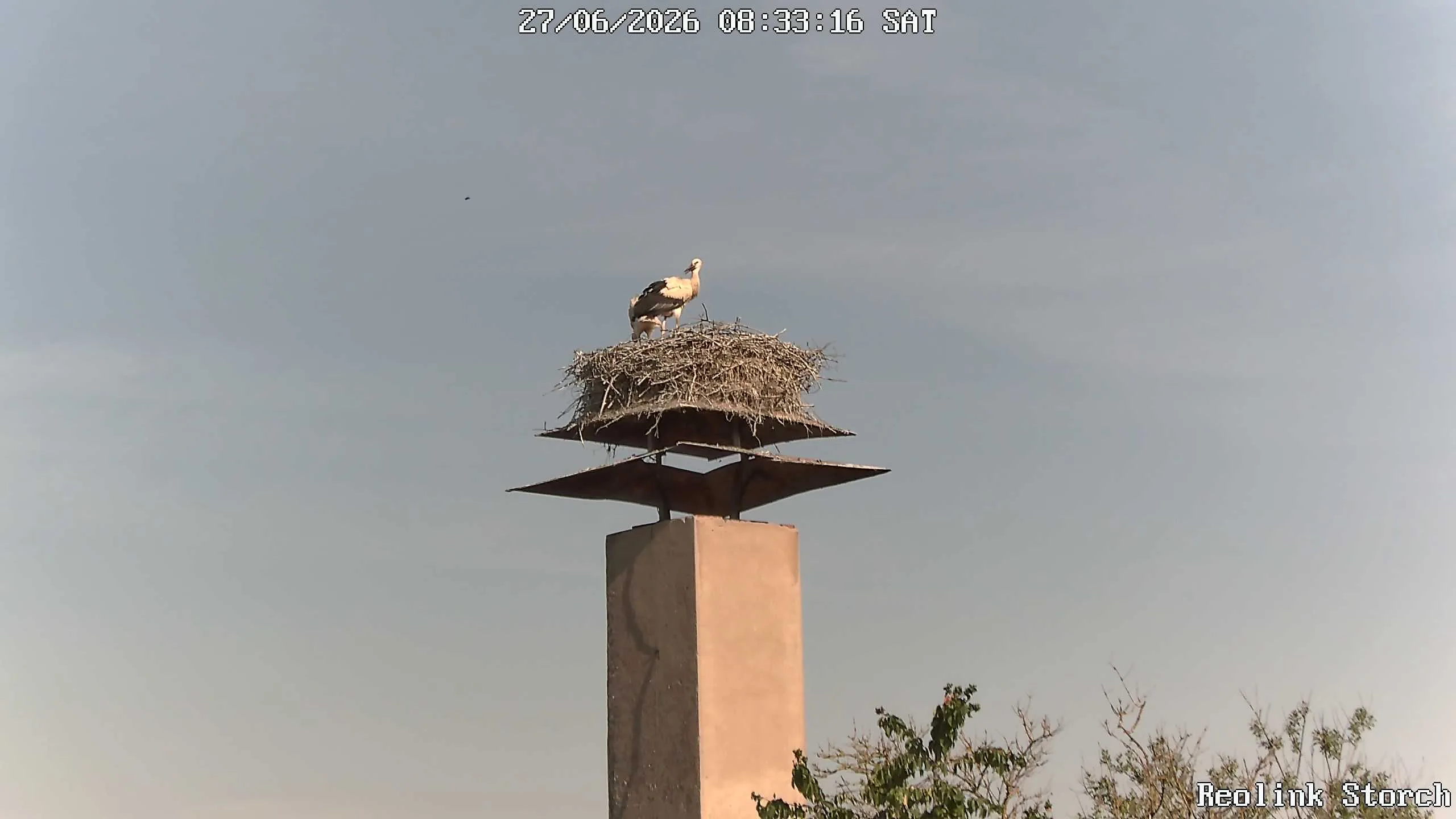 Storchencam Bild