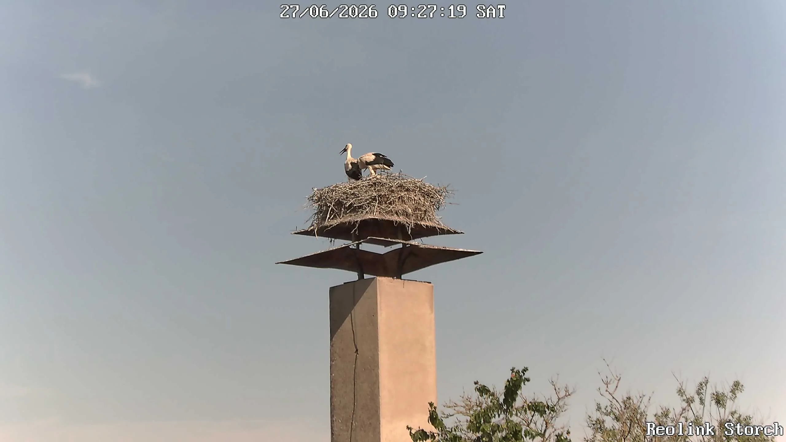 Storchencam Bild