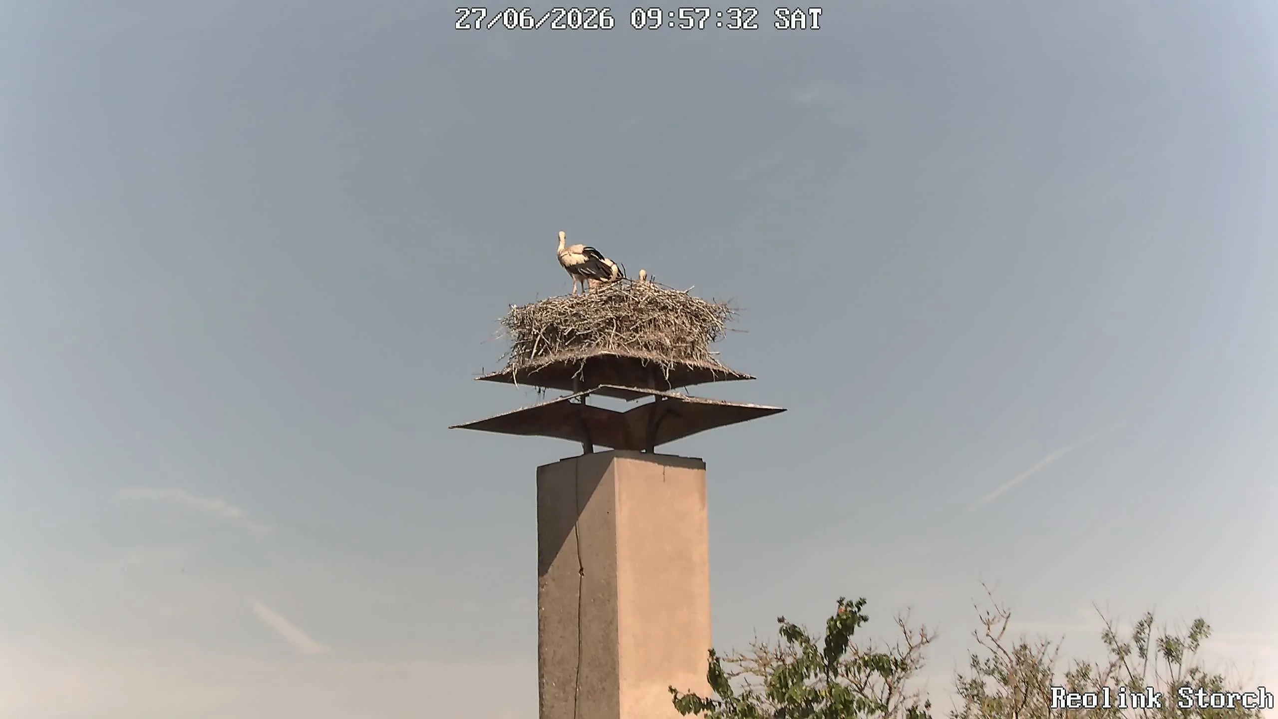 Storchencam Bild