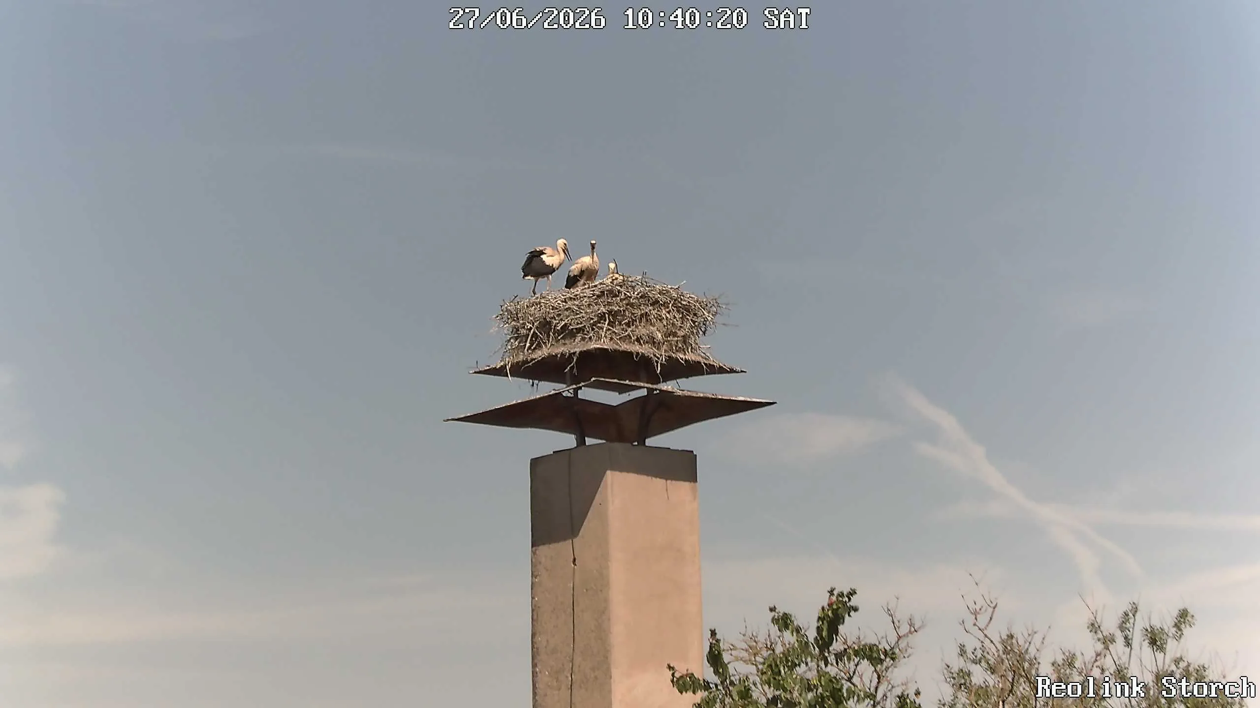 Storchencam Bild