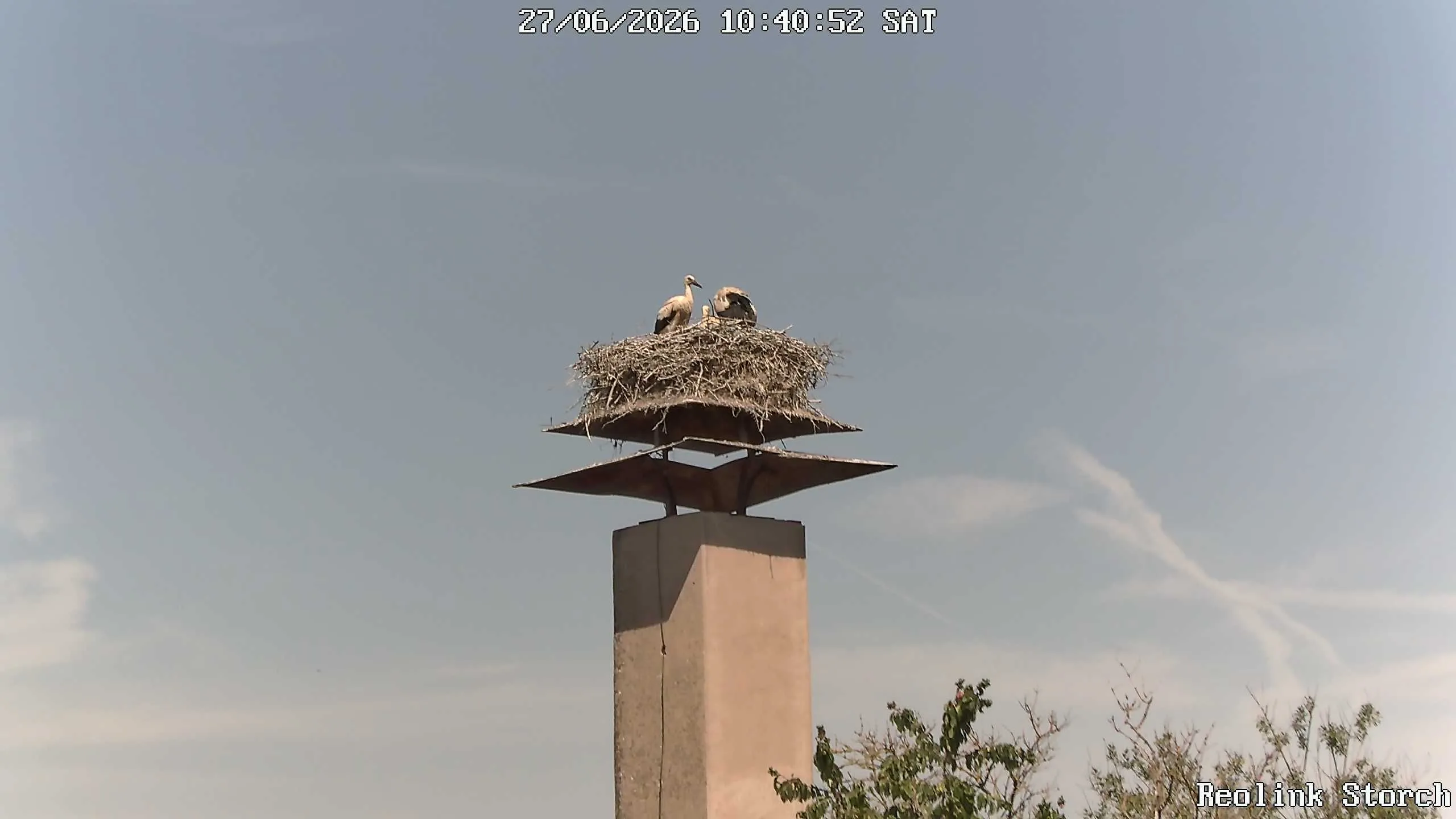 Storchencam Bild