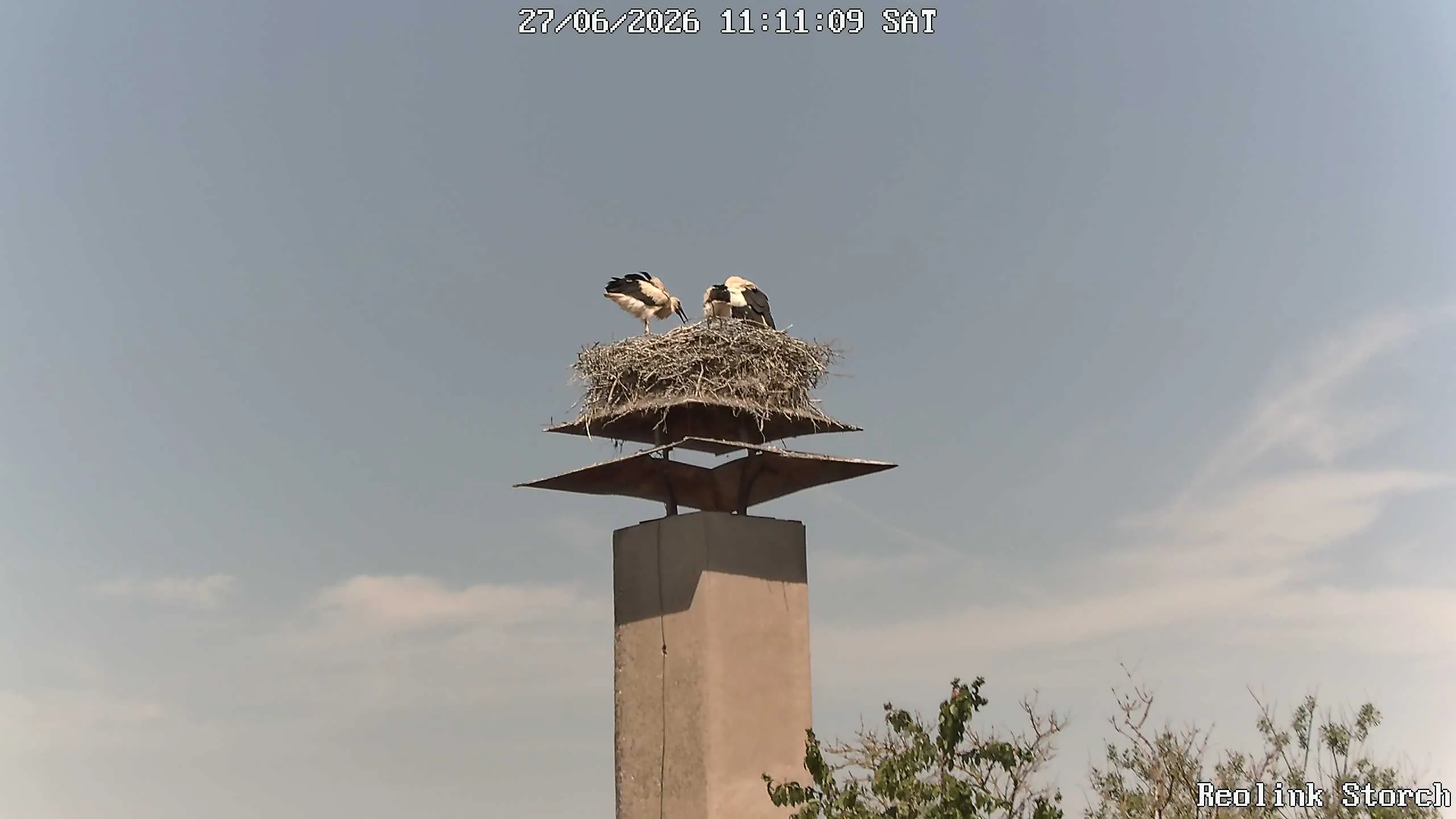Storchencam Bild