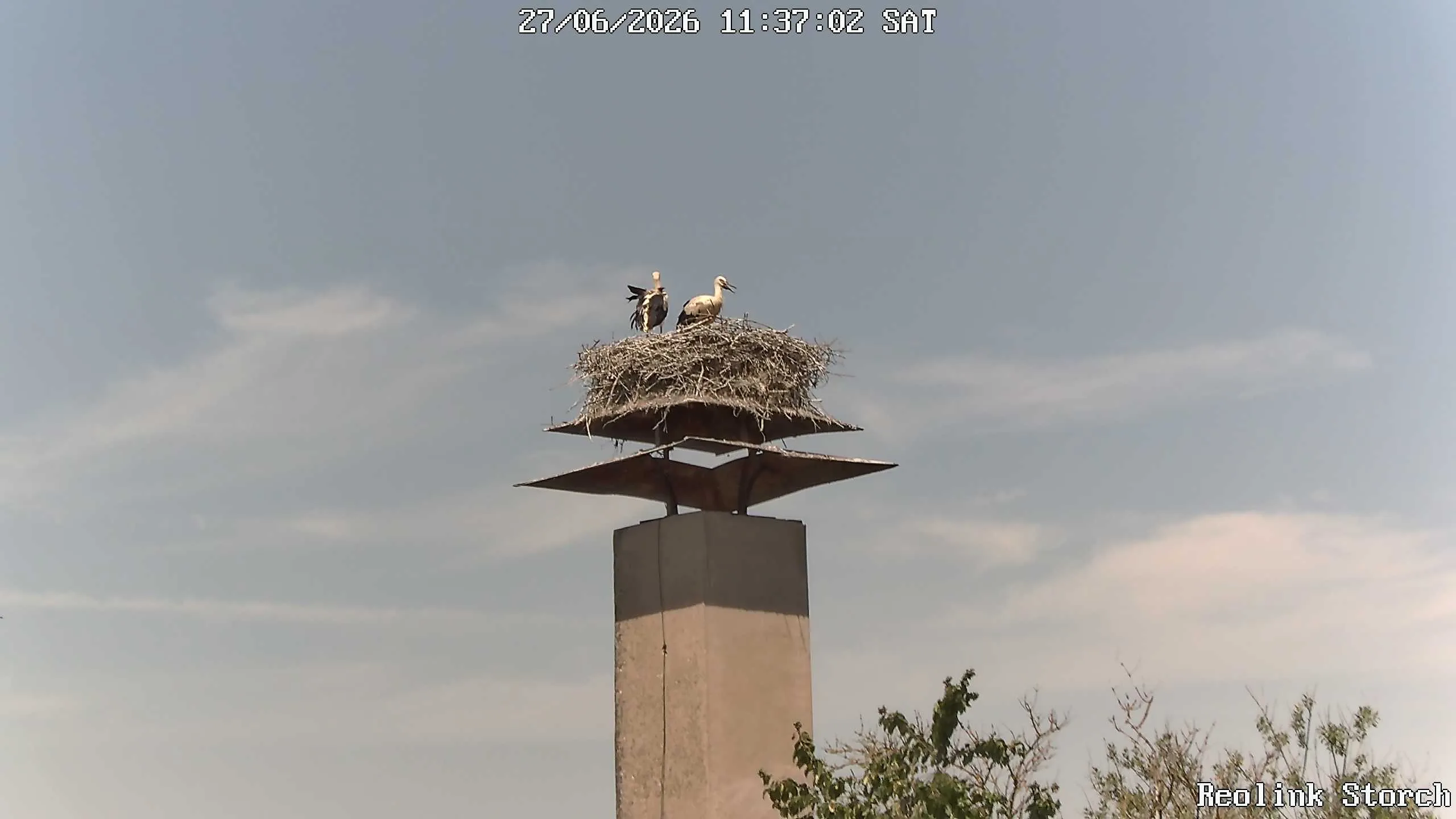 Storchencam Bild