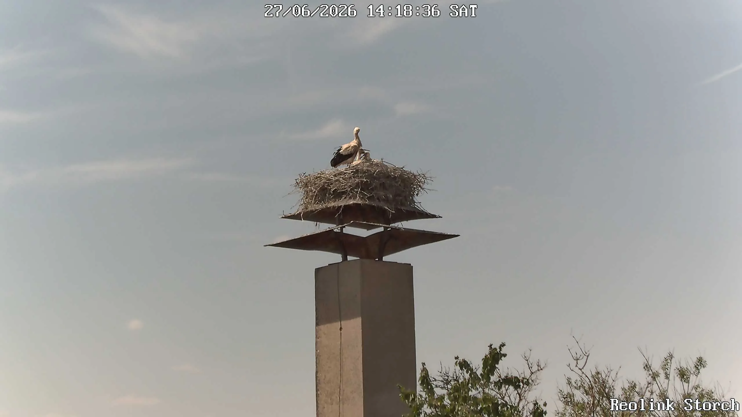 Storchencam Bild