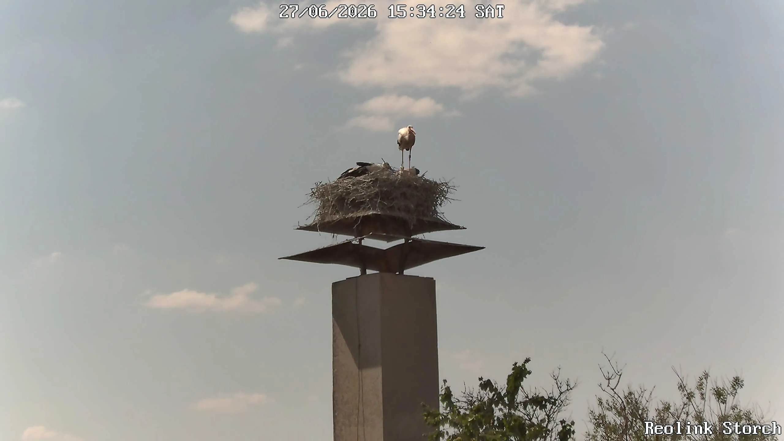 Storchencam Bild