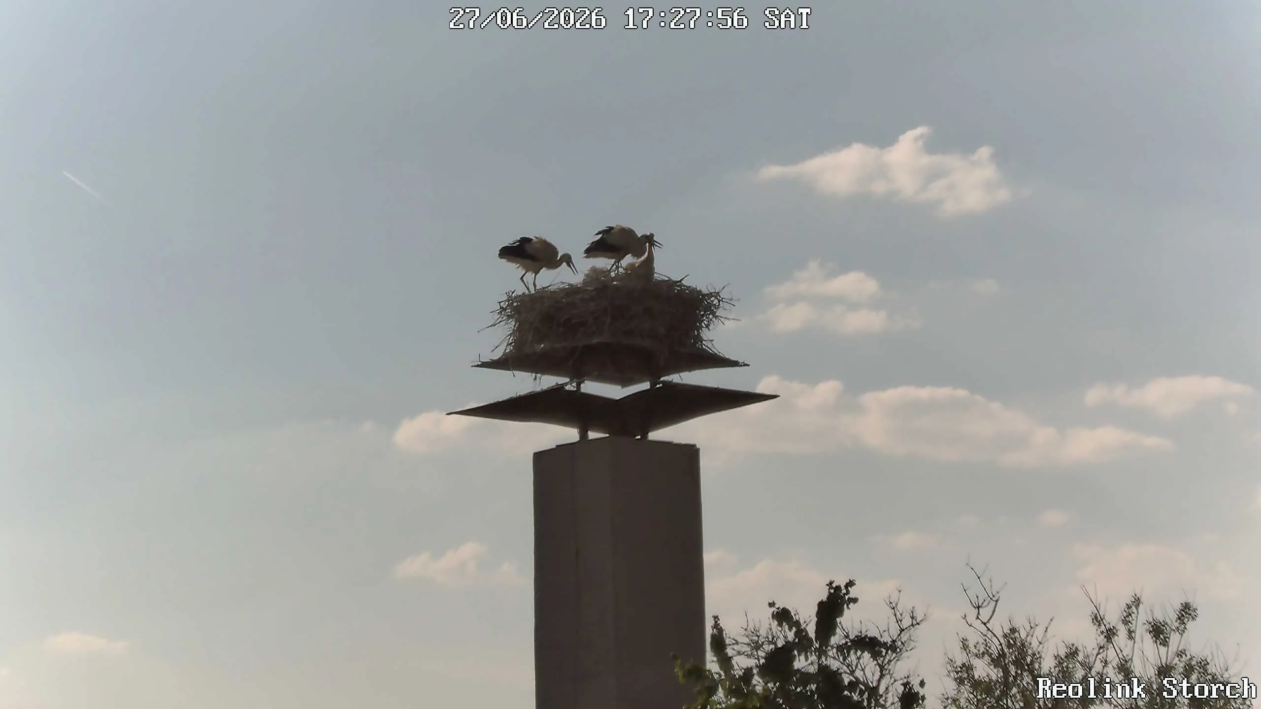 Storchencam Bild