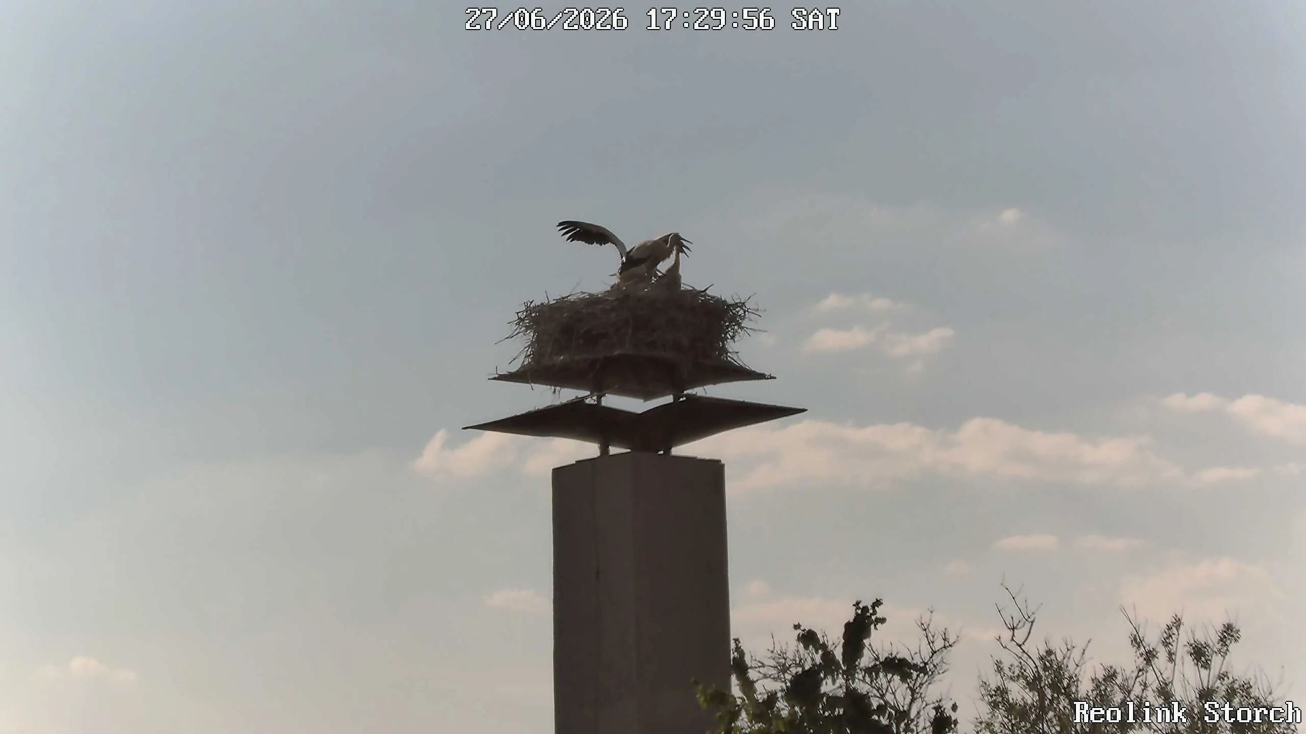 Storchencam Bild