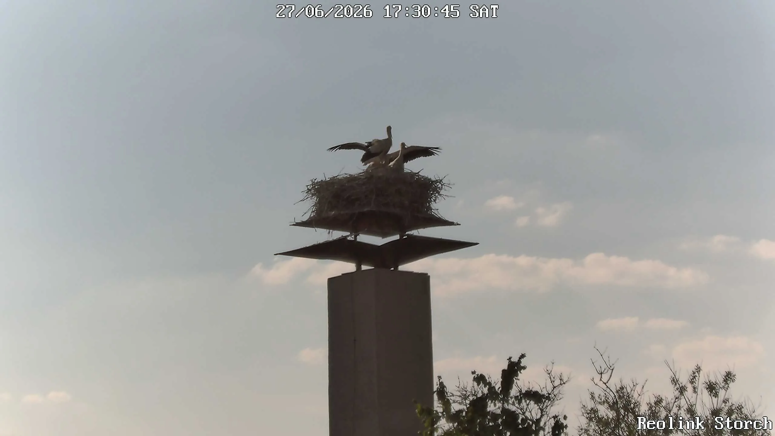 Storchencam Bild