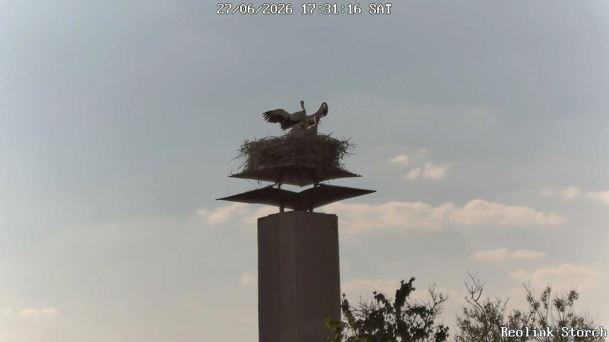 Storchencam Bild