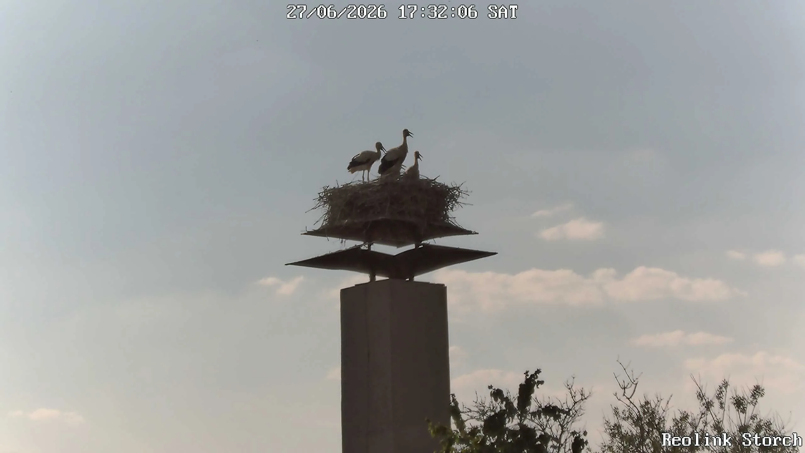 Storchencam Bild