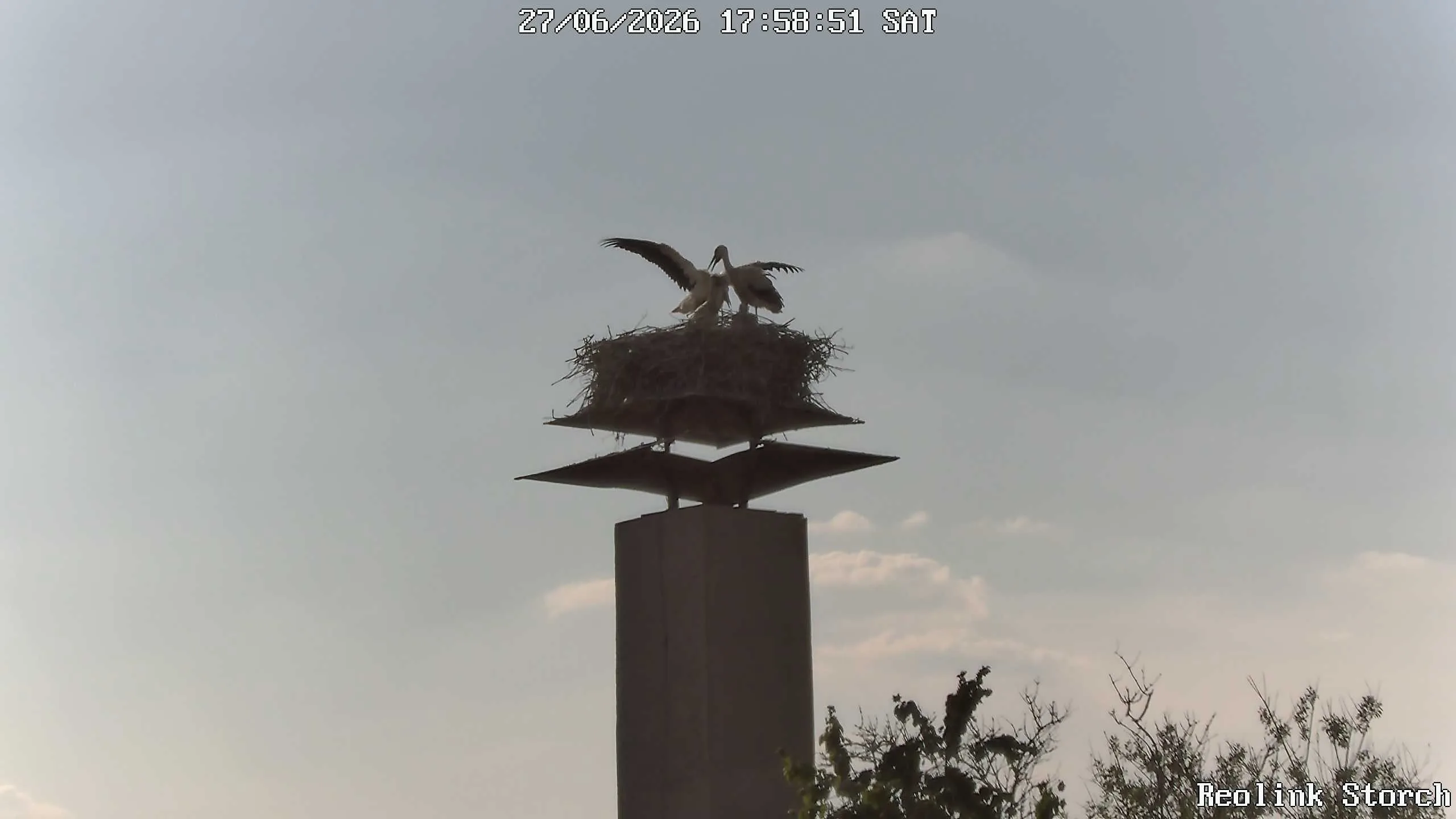 Storchencam Bild