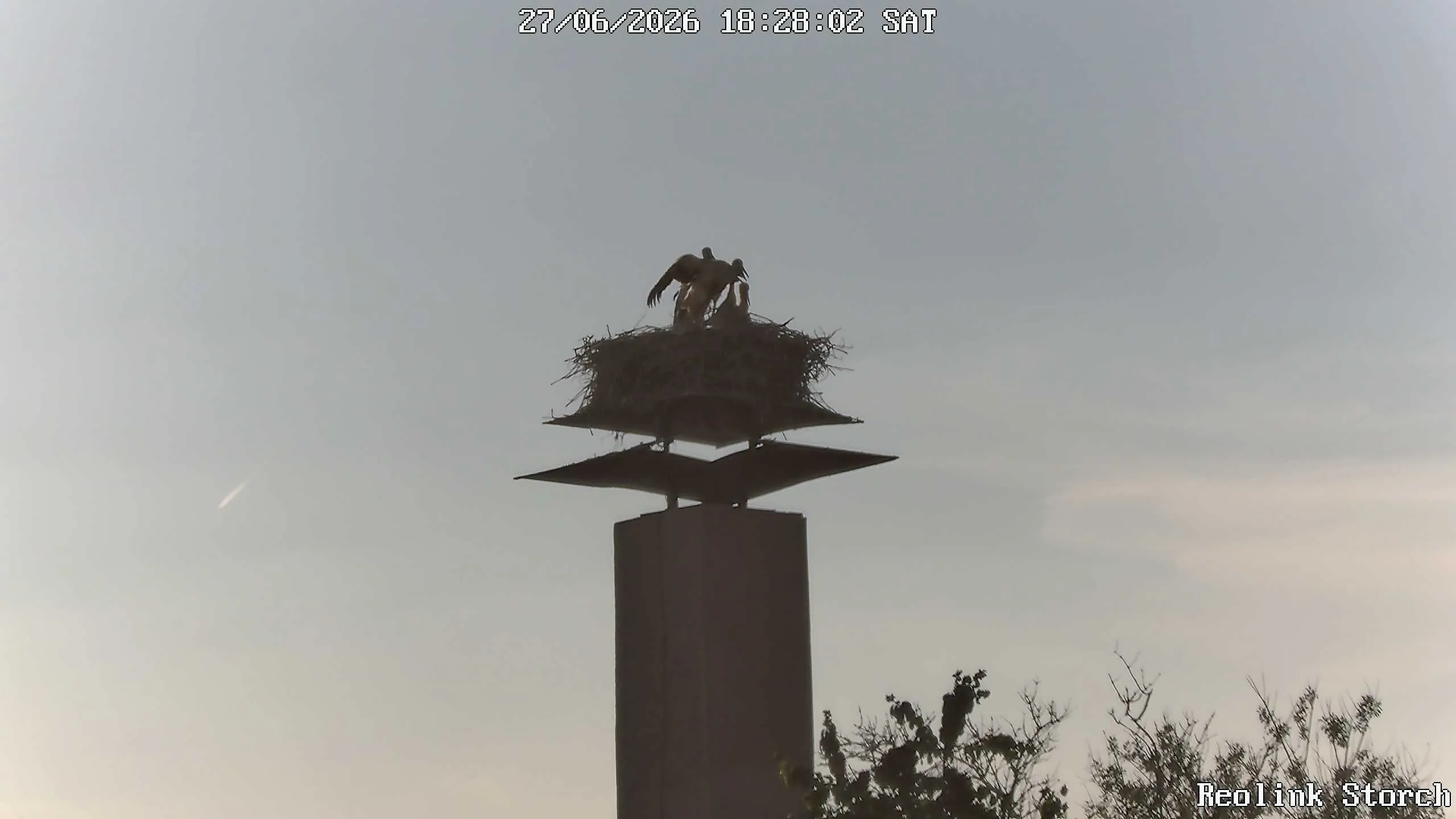 Storchencam Bild
