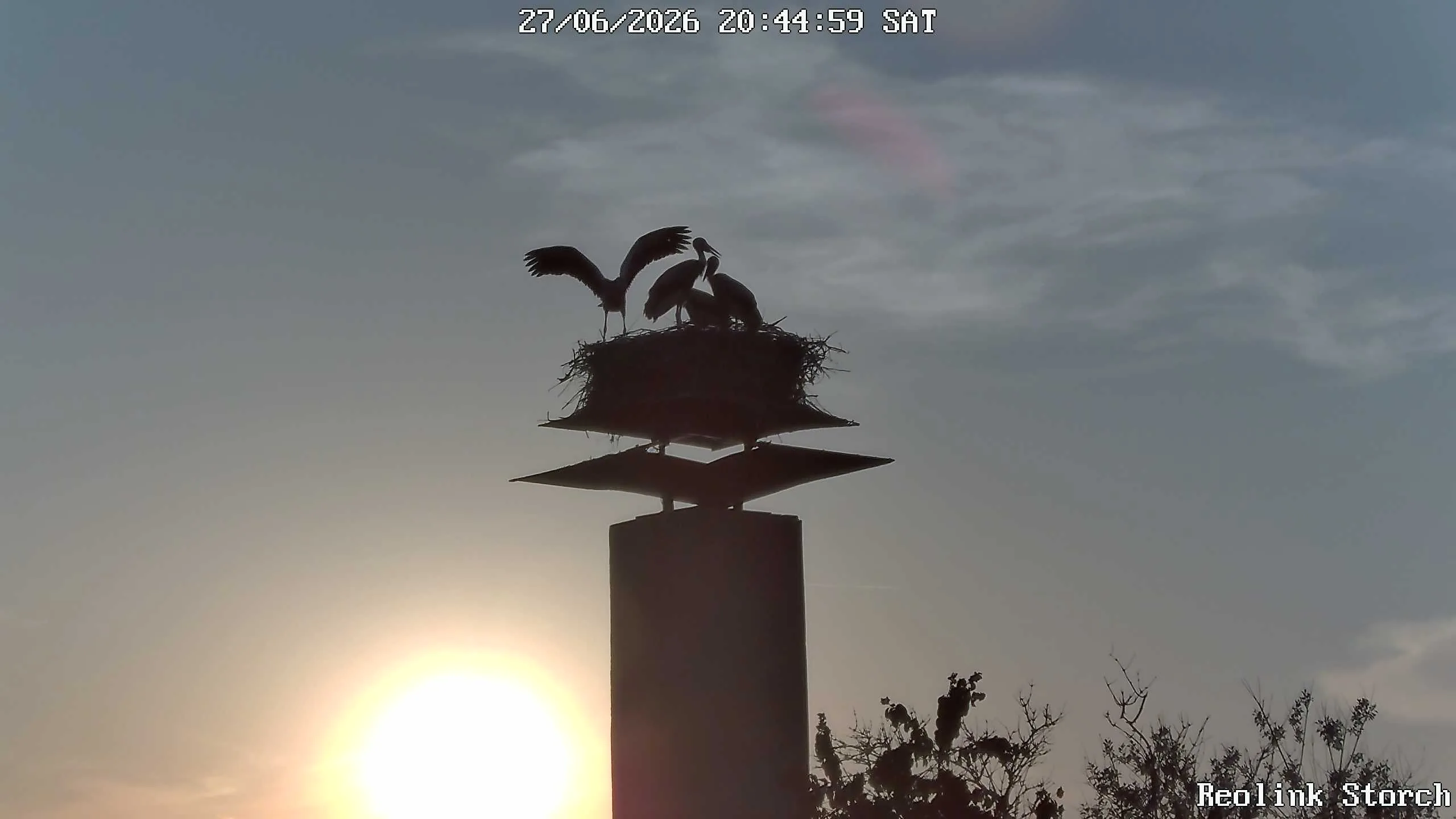 Storchencam Bild