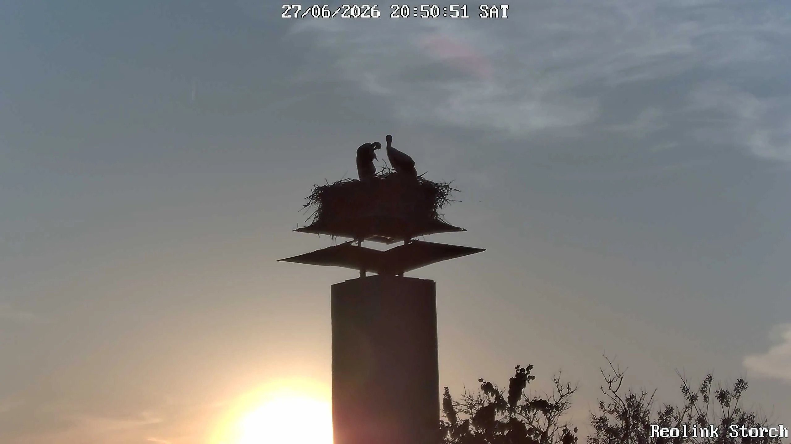 Storchencam Bild