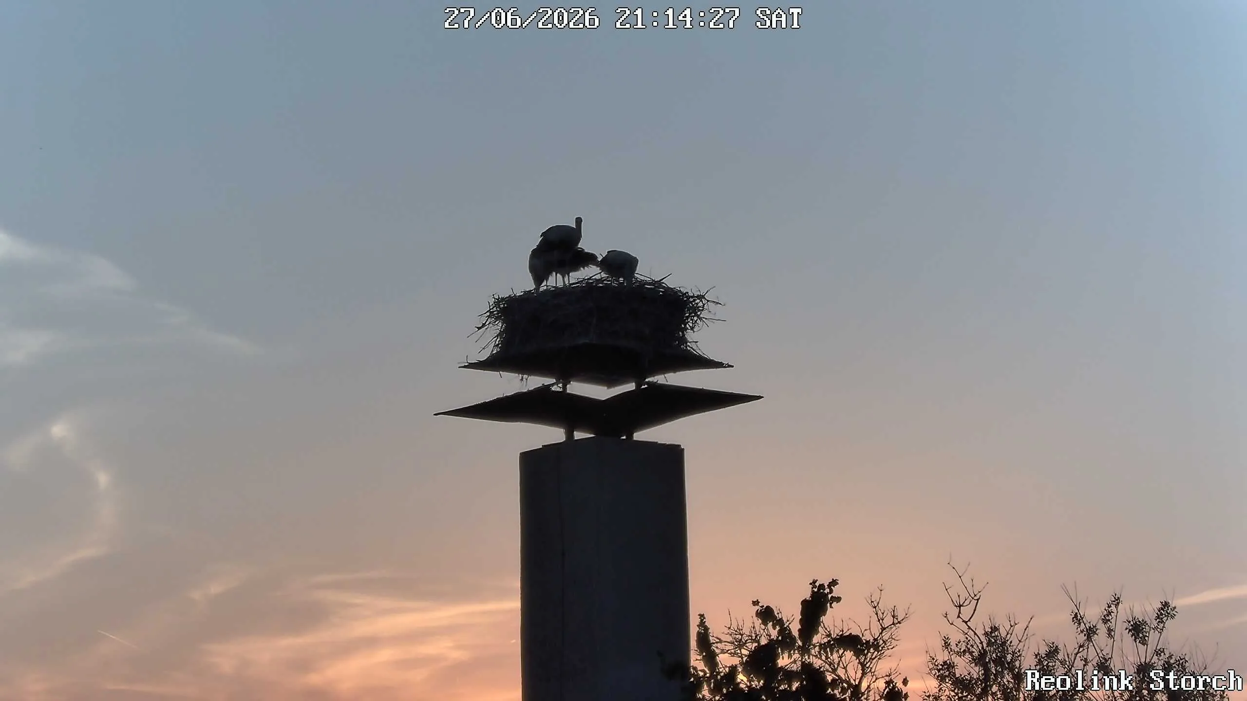 Storchencam Bild