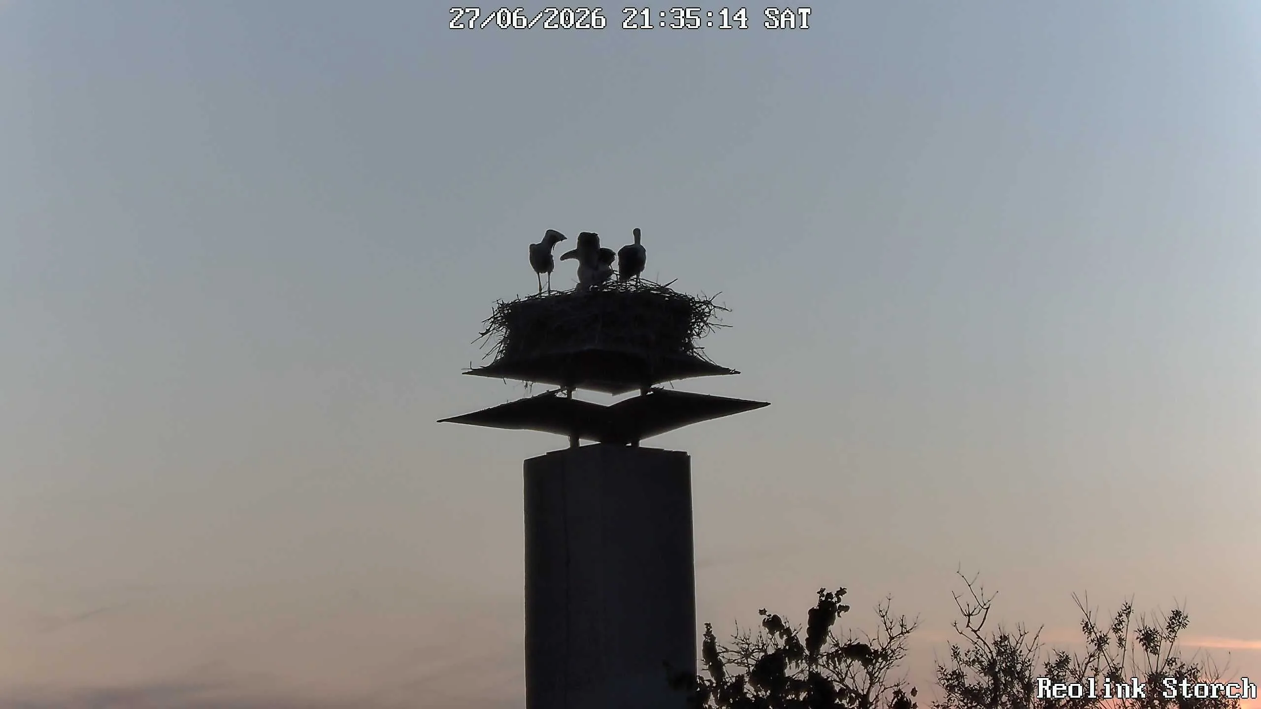 Storchencam Bild