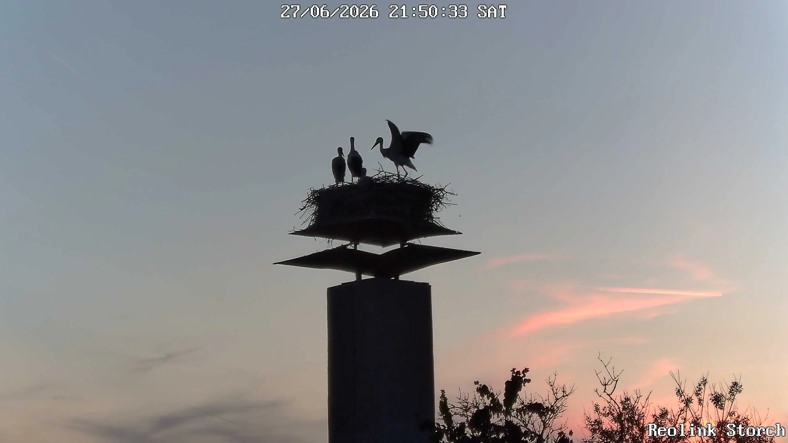 Storchencam Bild