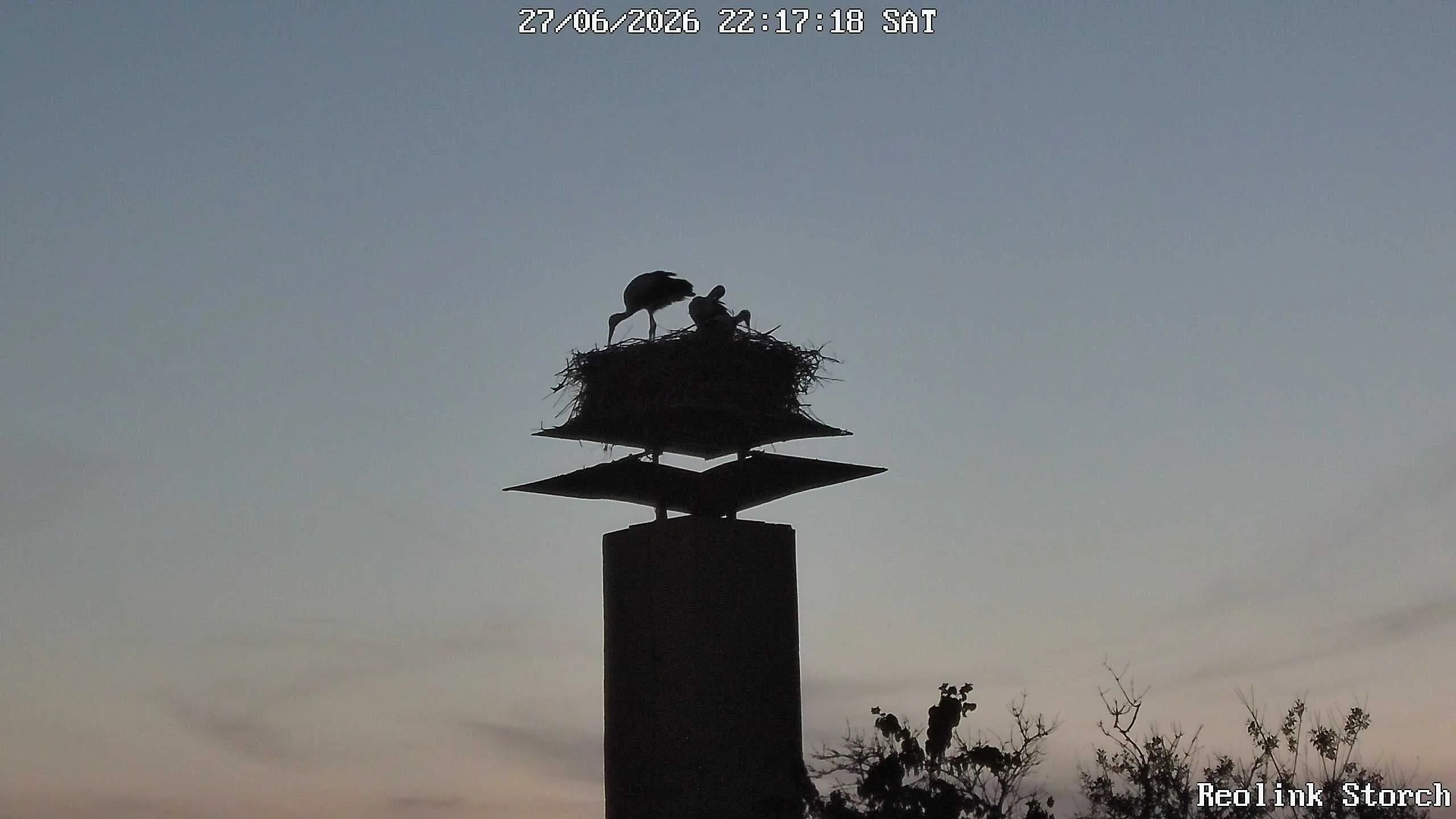 Storchencam Bild
