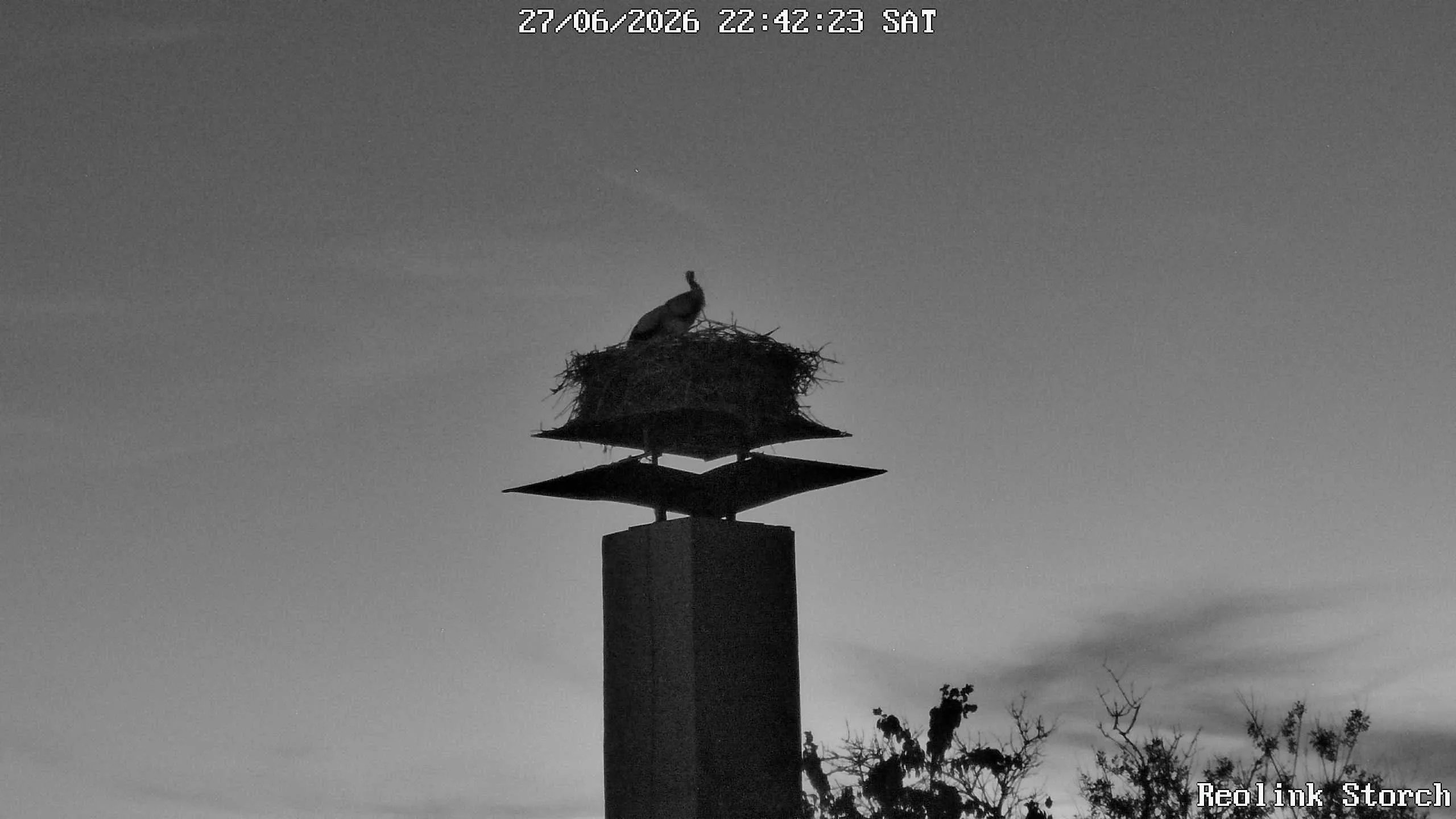 Storchencam Bild