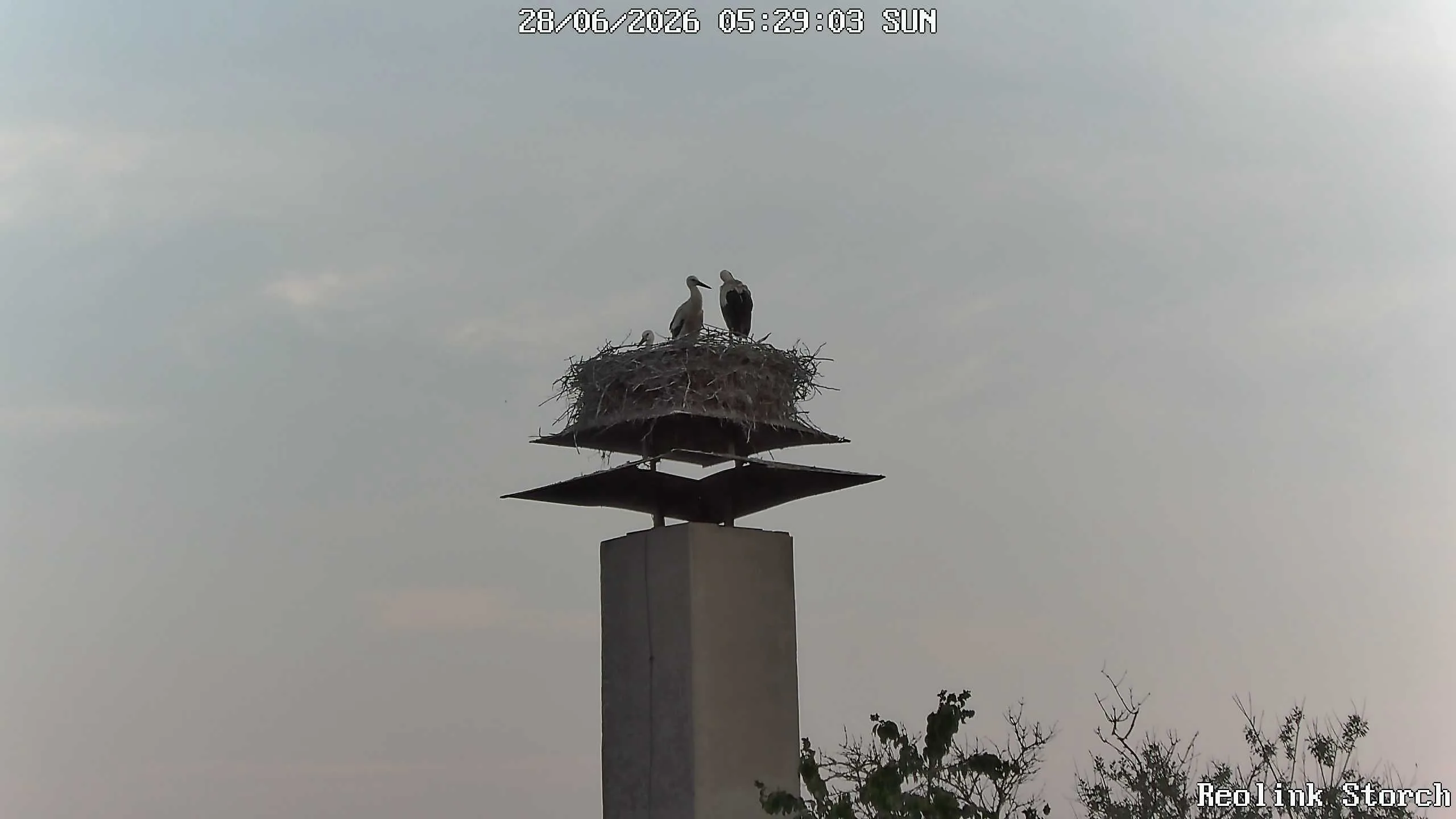 Storchencam Bild