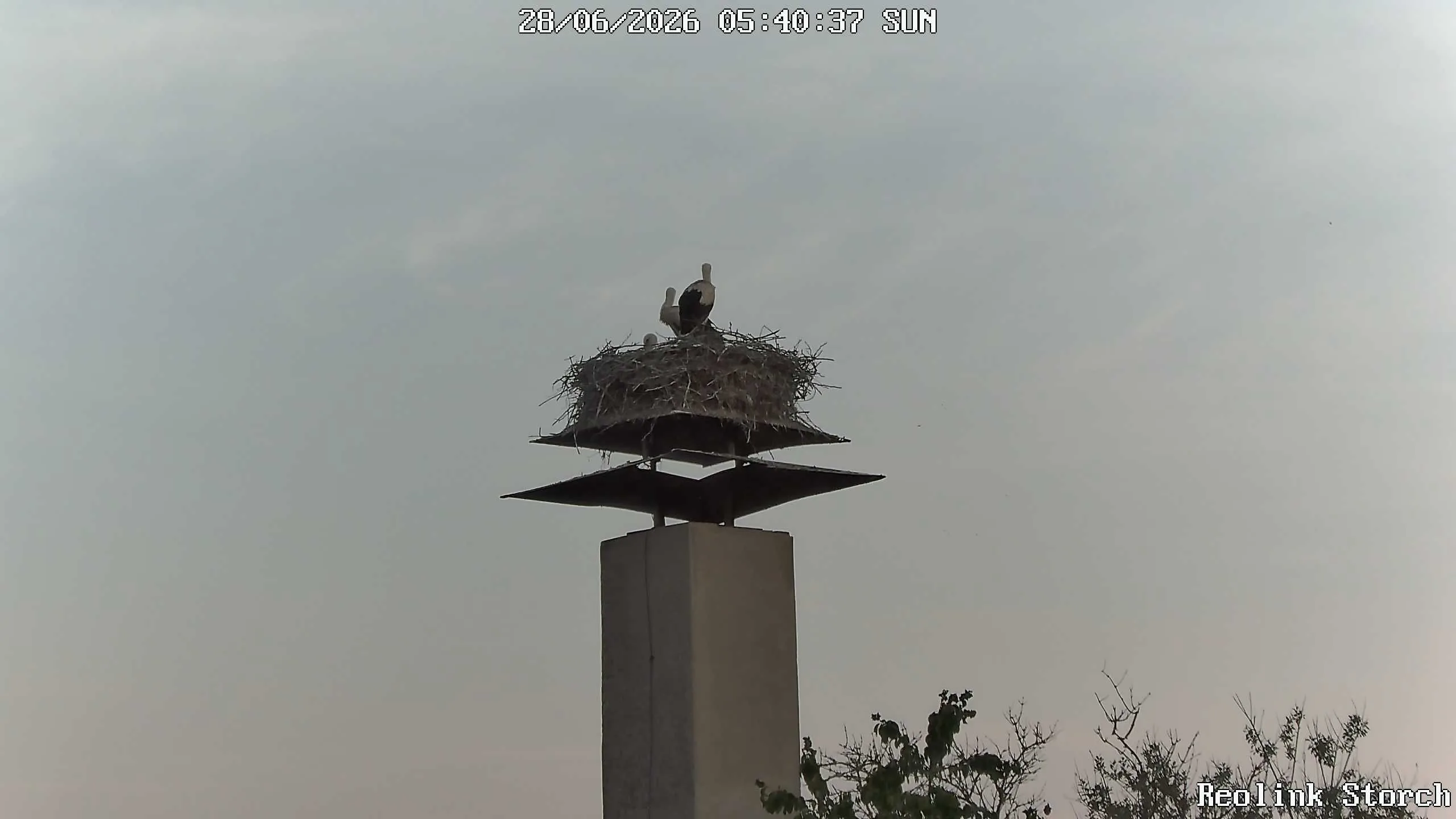 Storchencam Bild