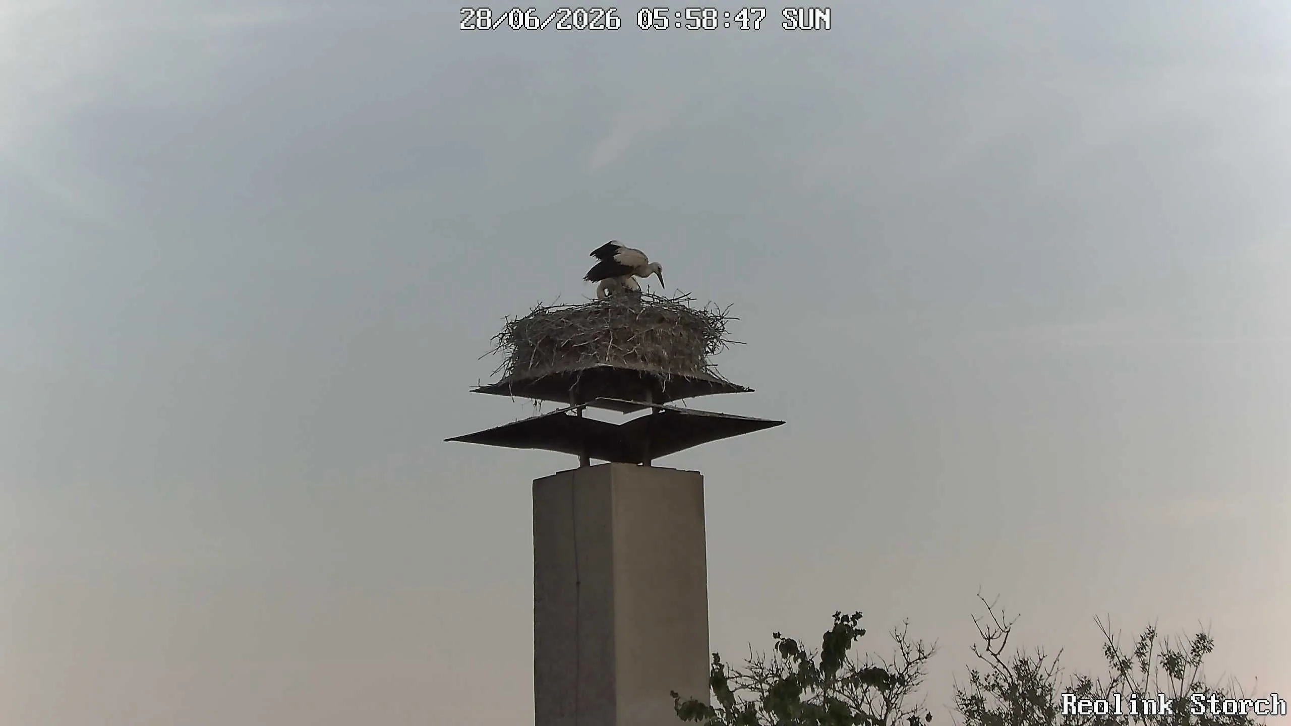 Storchencam Bild