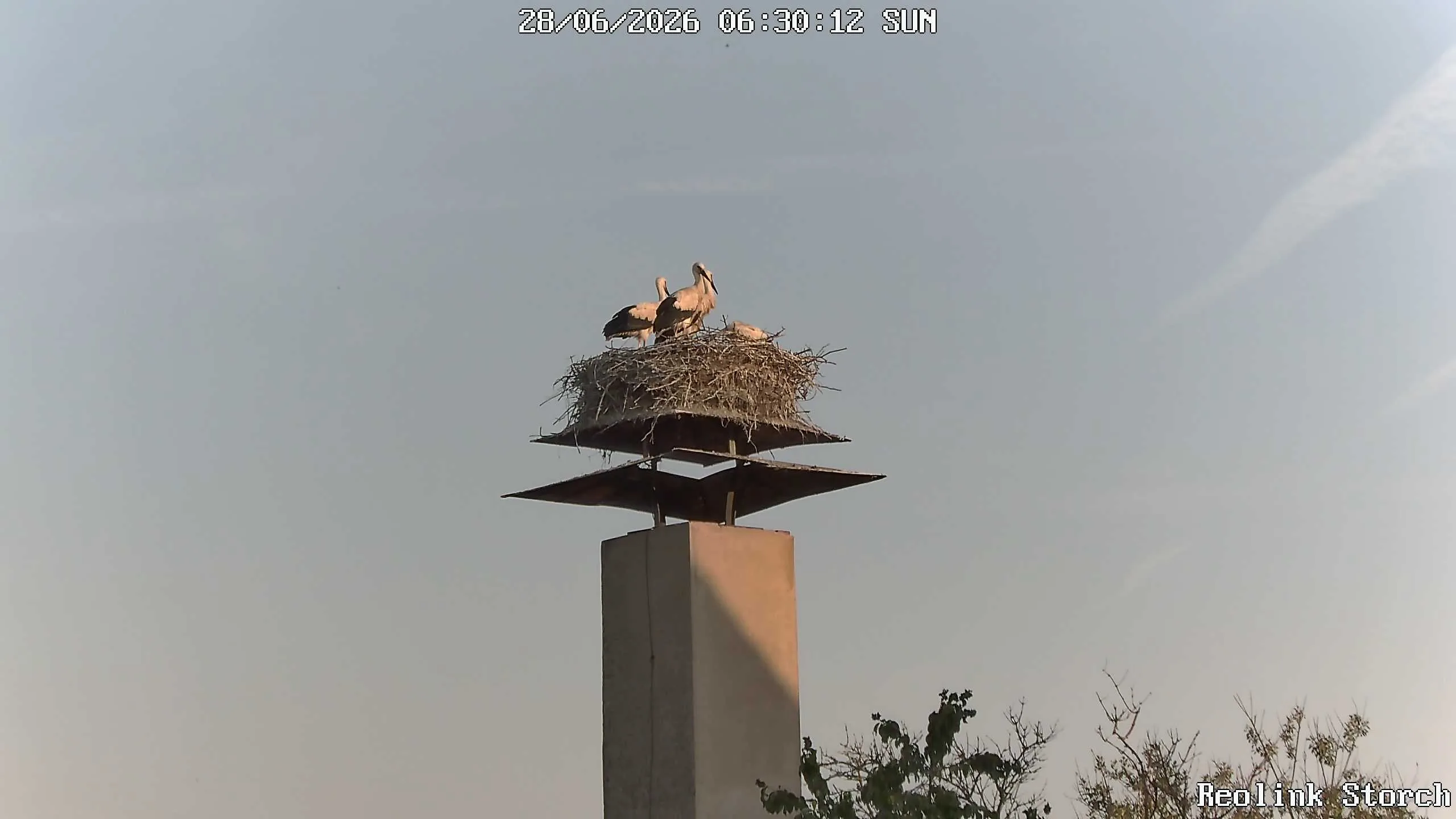 Storchencam Bild