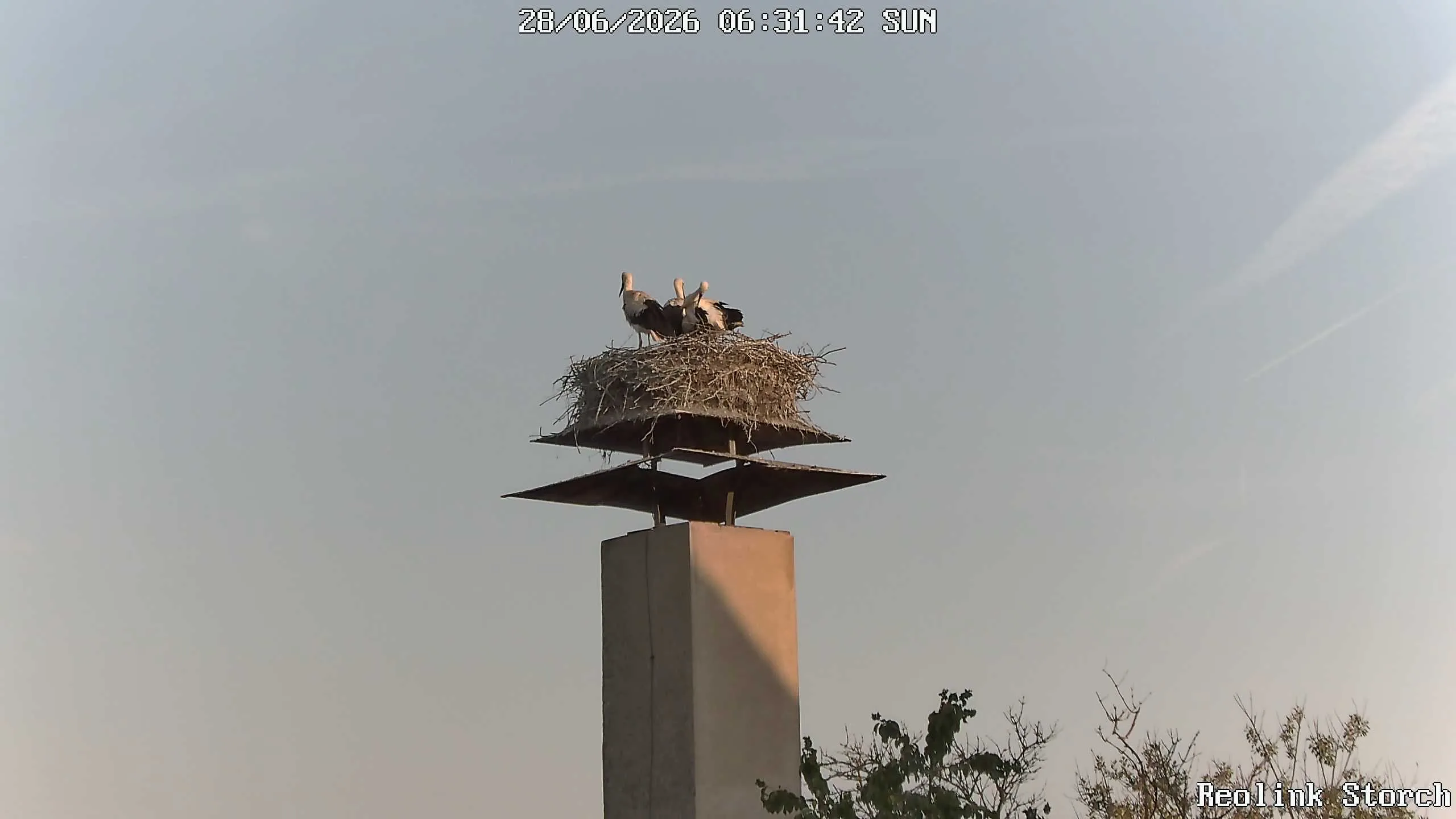 Storchencam Bild