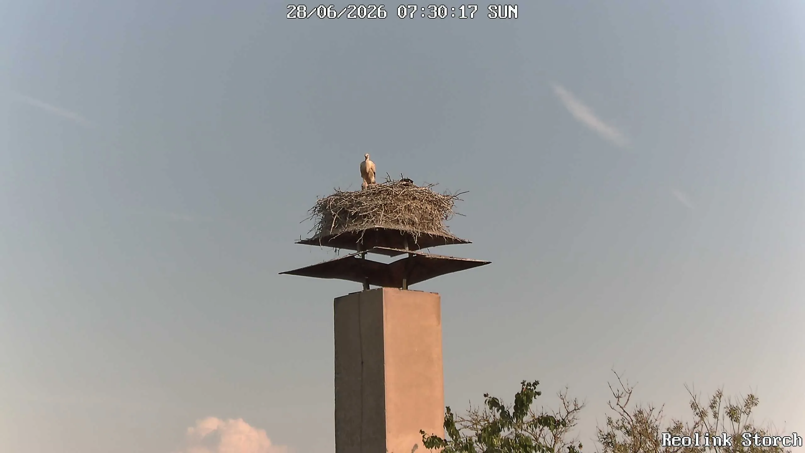 Storchencam Bild