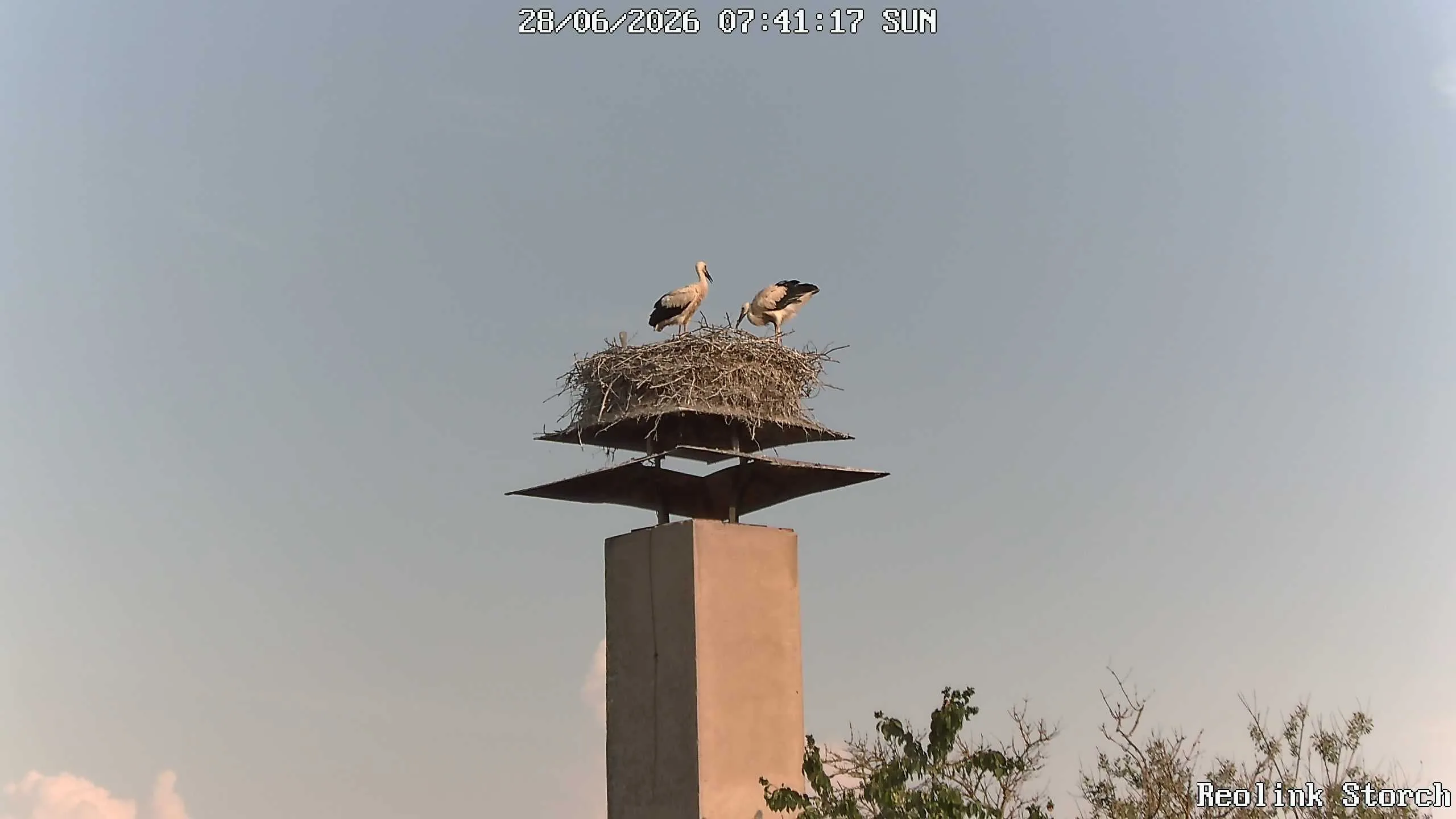 Storchencam Bild