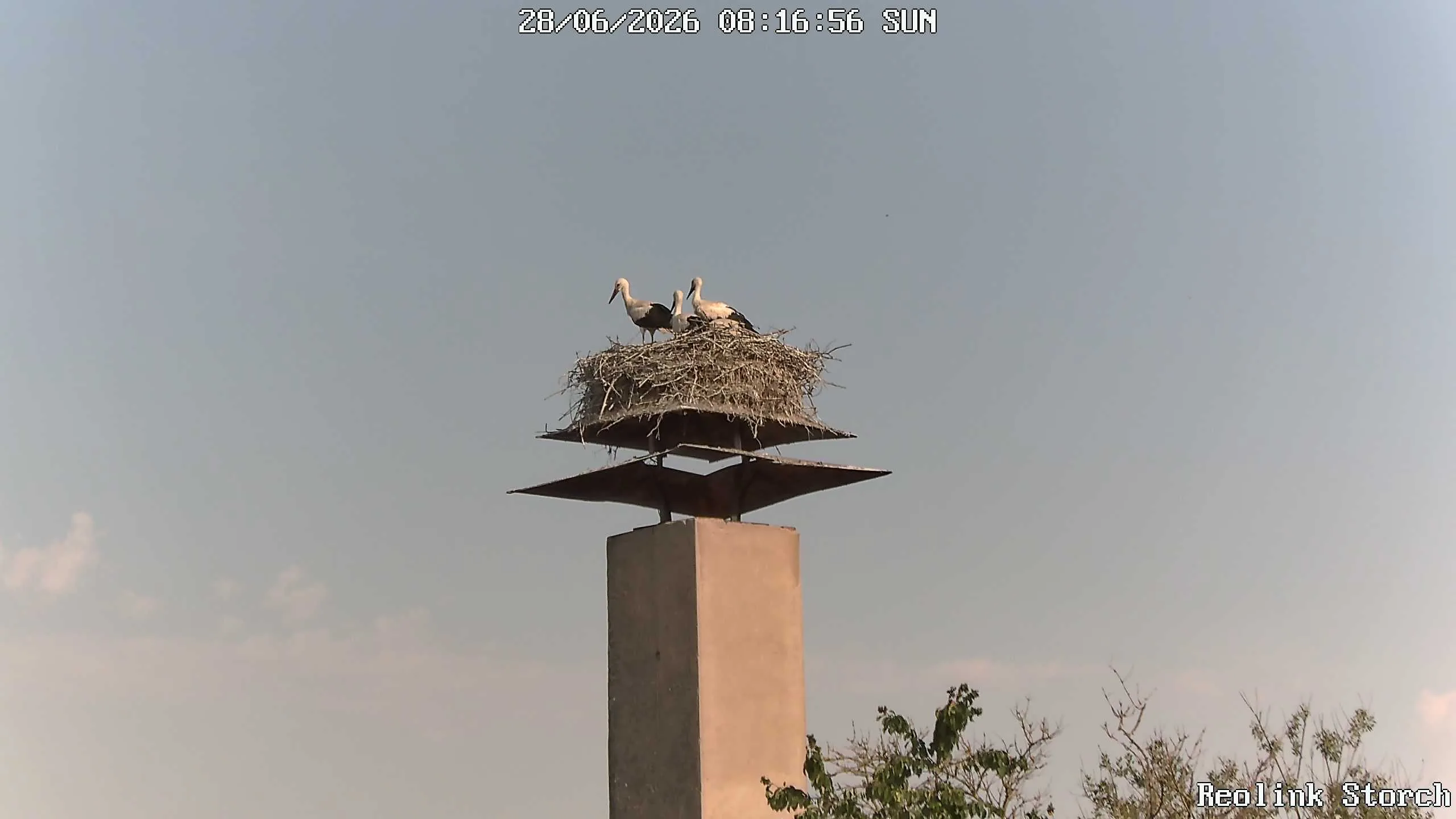 Storchencam Bild