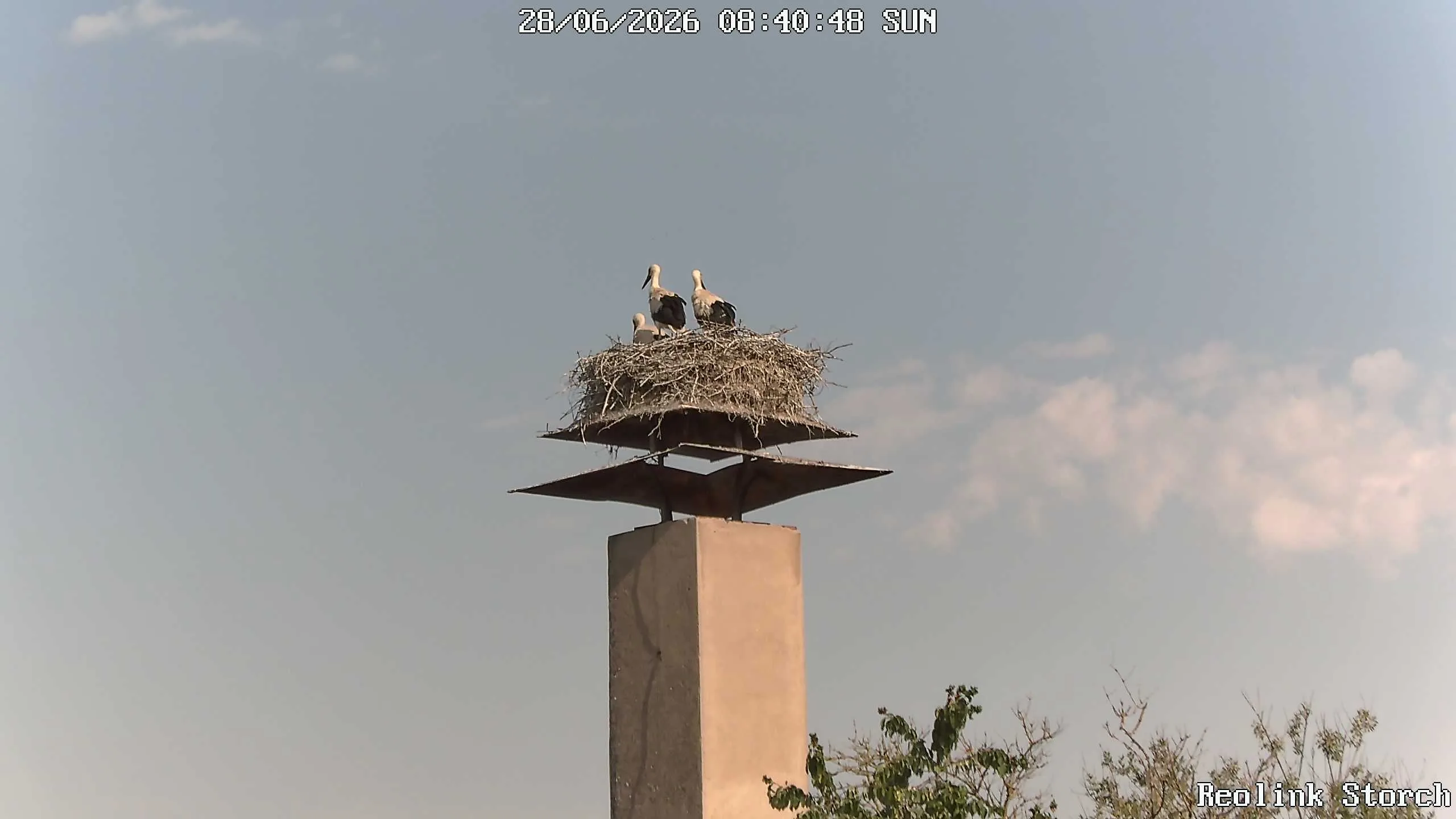 Storchencam Bild