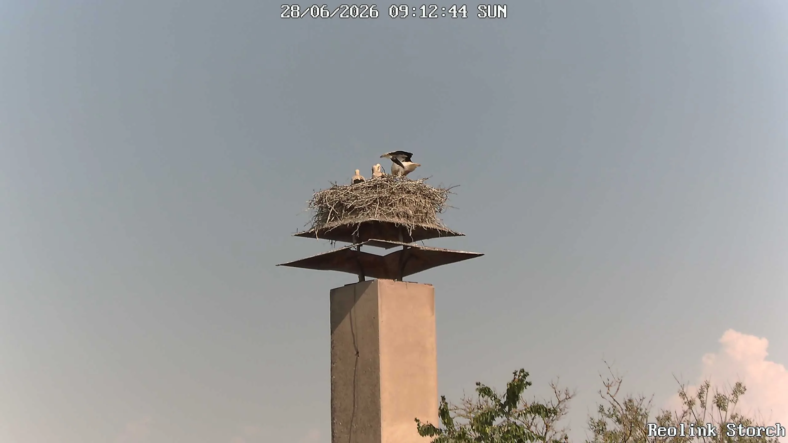 Storchencam Bild