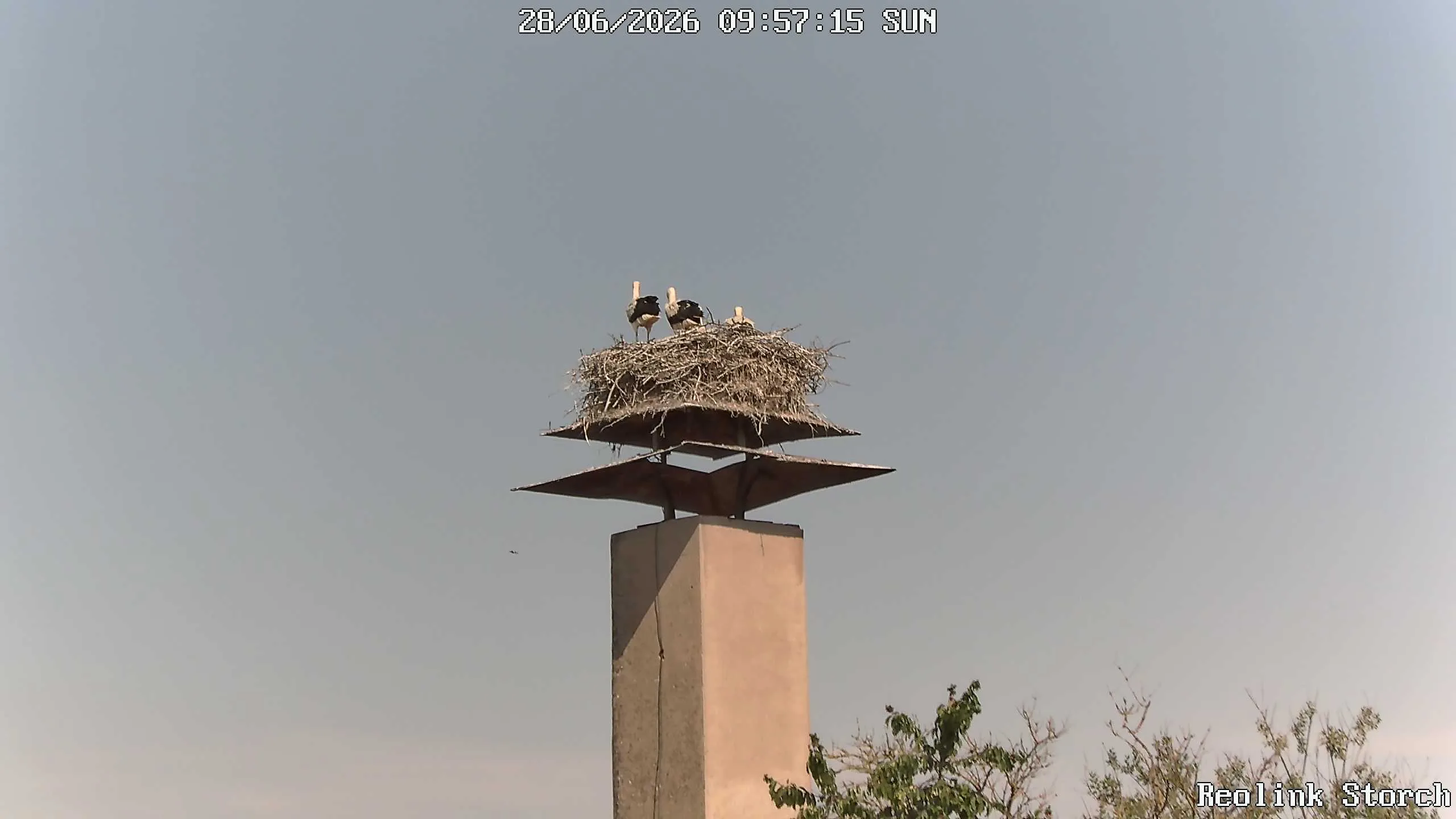 Storchencam Bild
