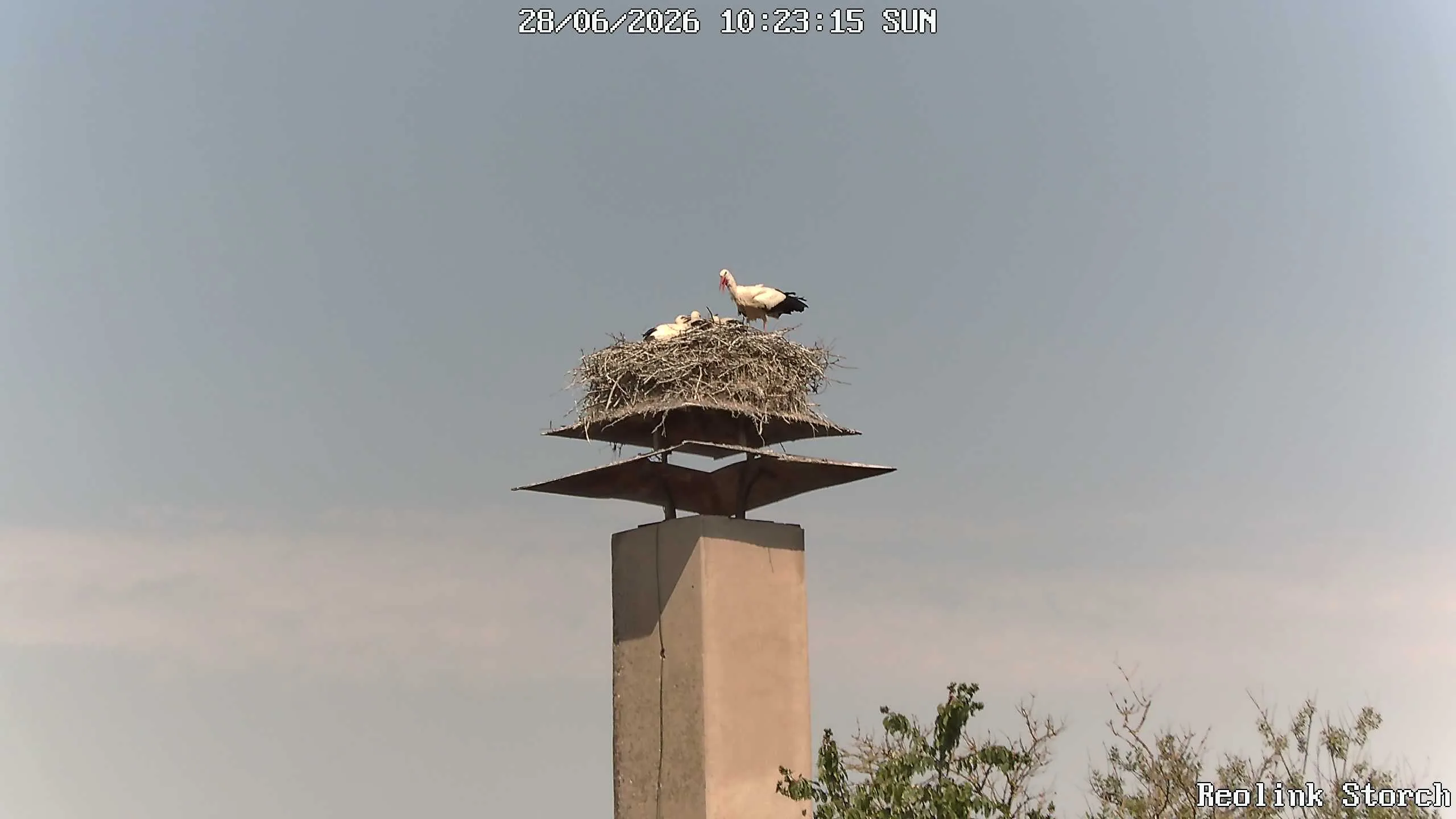 Storchencam Bild