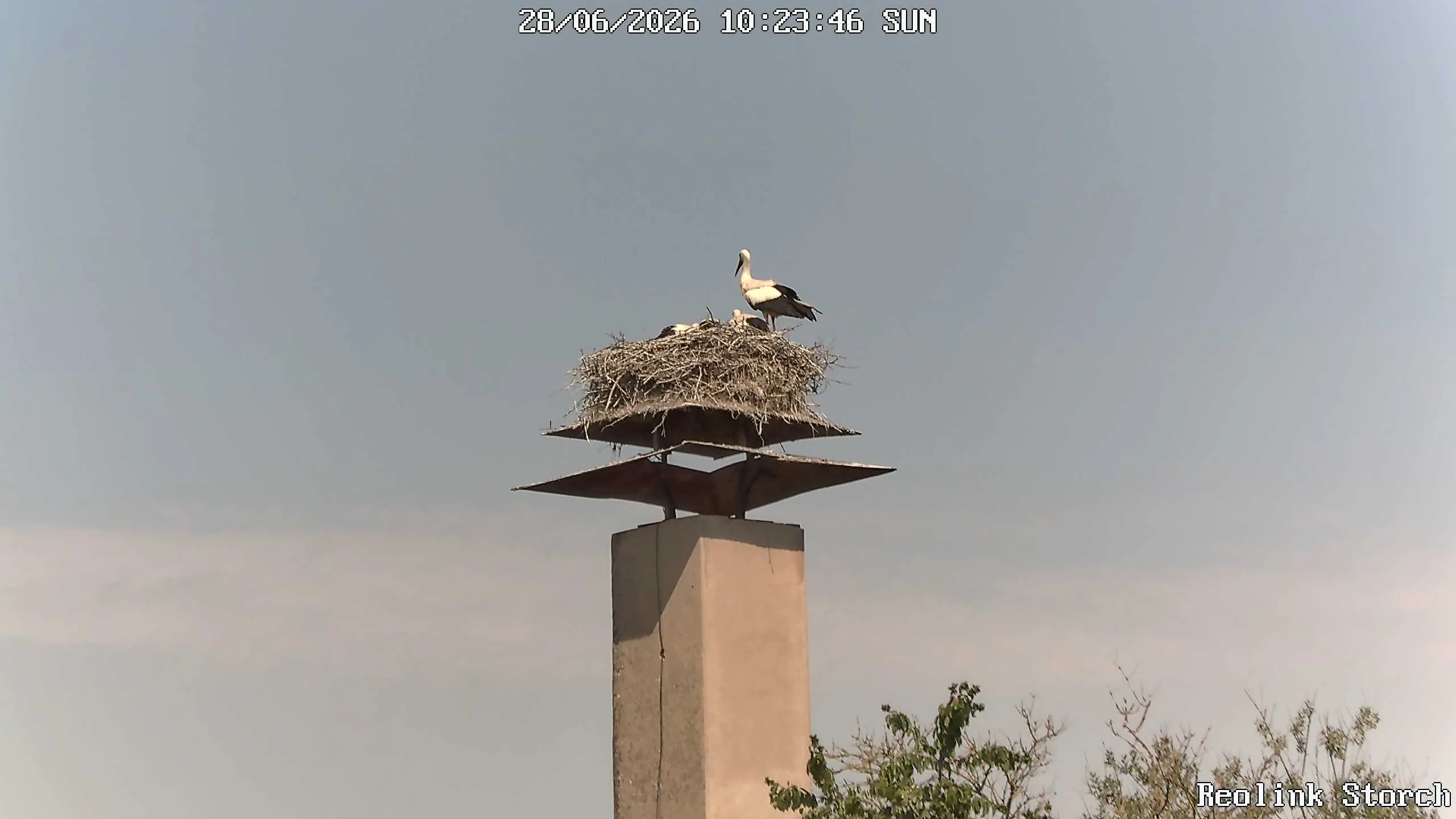 Storchencam Bild