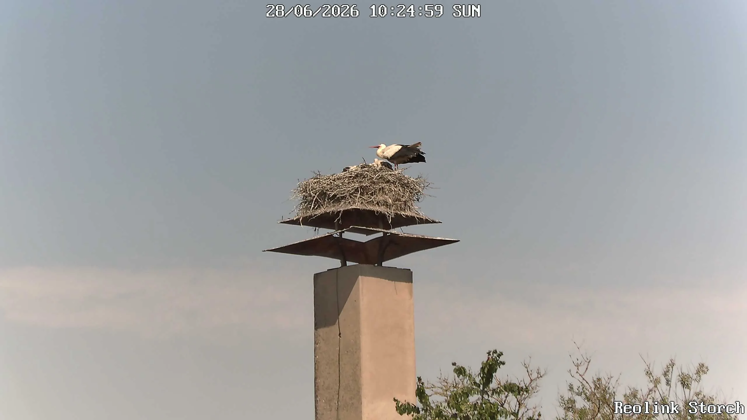 Storchencam Bild